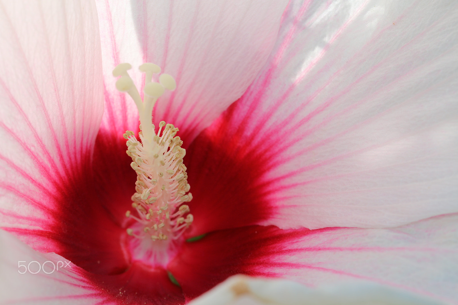 Canon EF 100mm F2.8L Macro IS USM sample photo