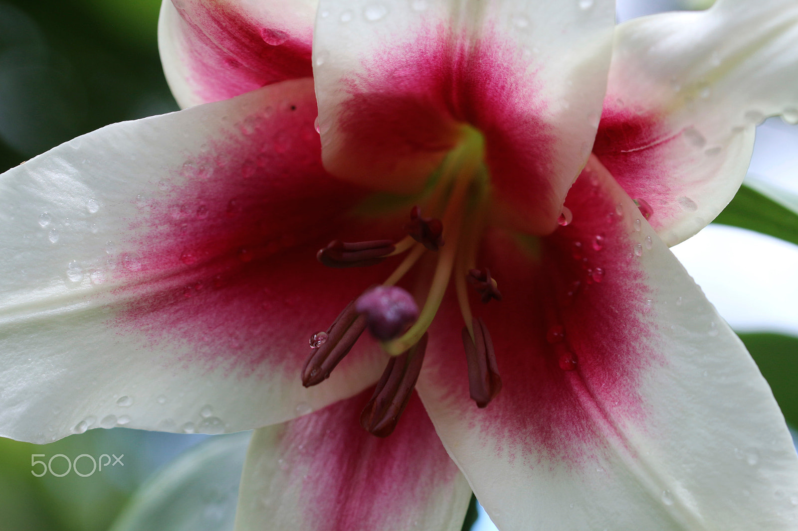 Canon EF 100mm F2.8L Macro IS USM sample photo