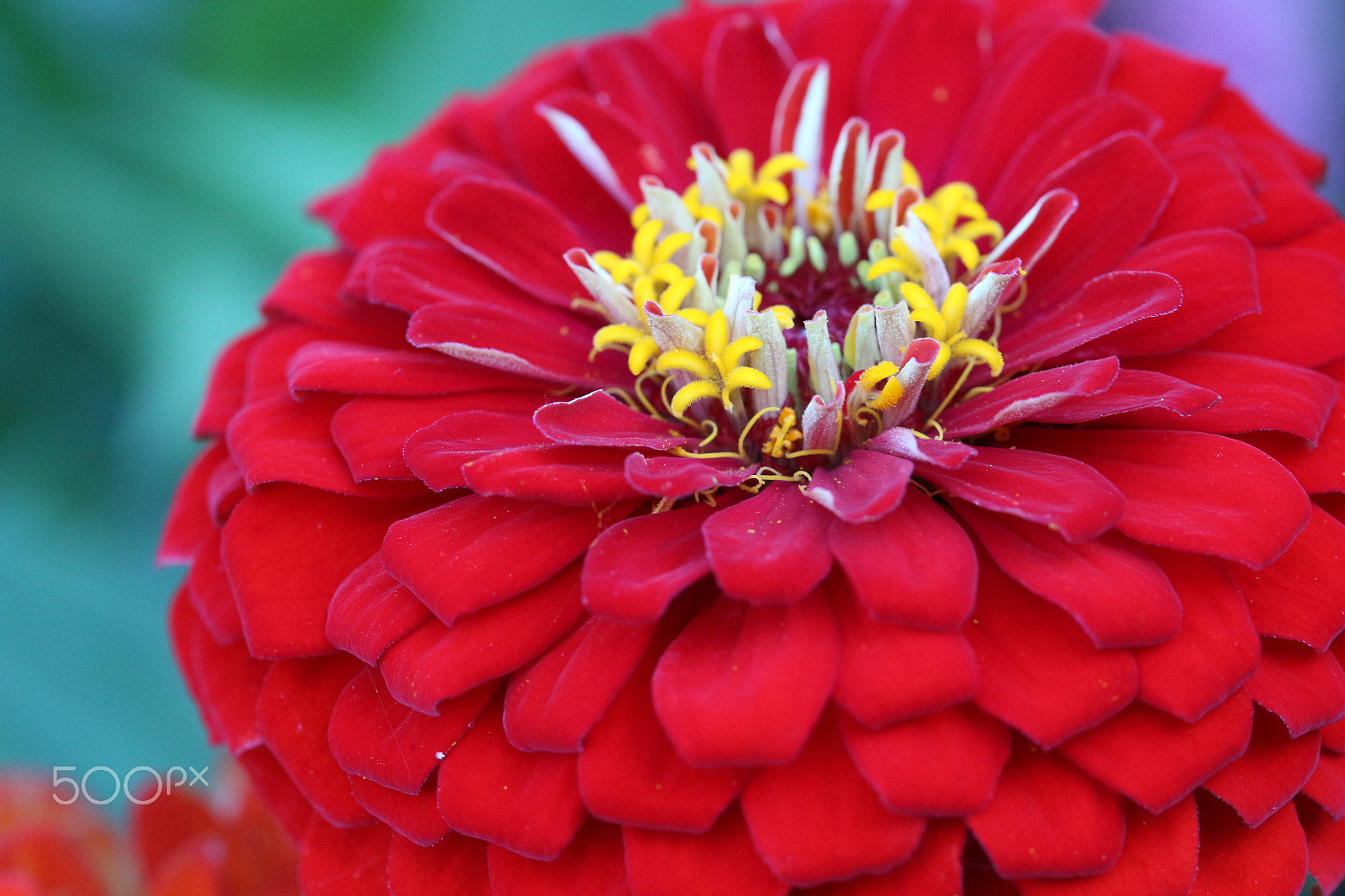 Canon EF 100mm F2.8L Macro IS USM sample photo