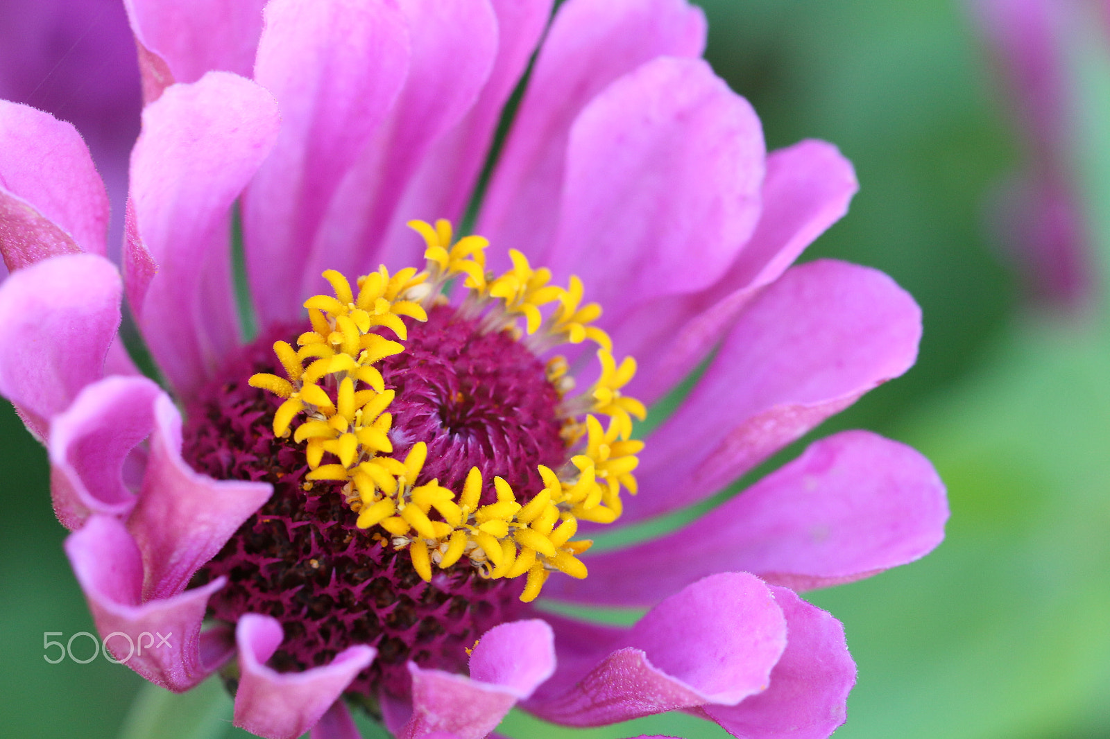 Canon EF 100mm F2.8L Macro IS USM sample photo