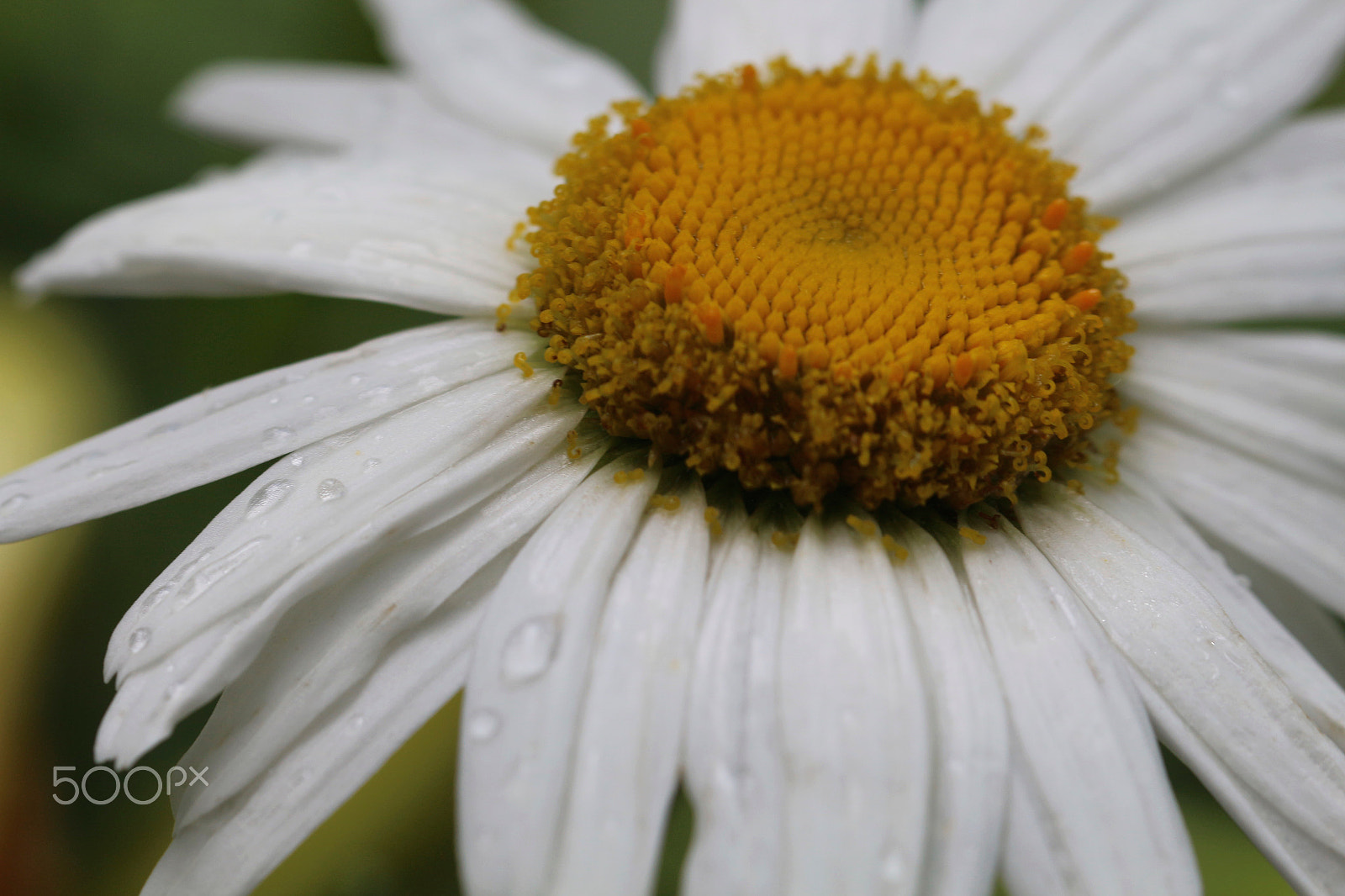 Canon EF 100mm F2.8L Macro IS USM sample photo