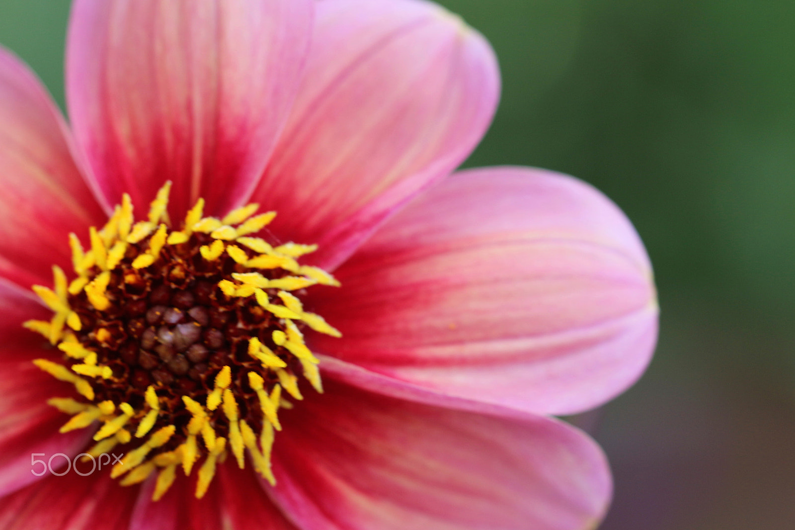 Canon EF 100mm F2.8L Macro IS USM sample photo