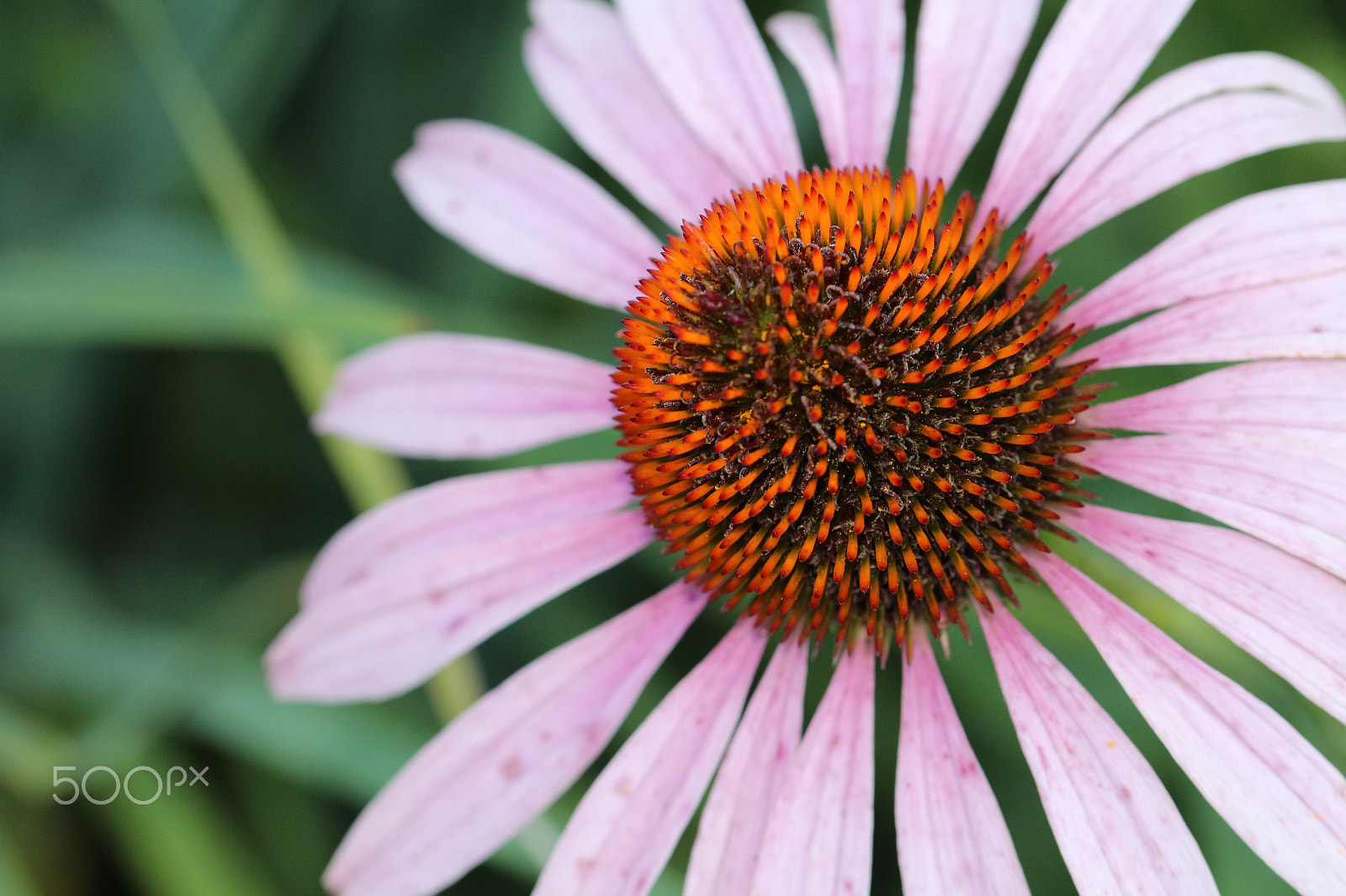 Canon EF 100mm F2.8L Macro IS USM sample photo