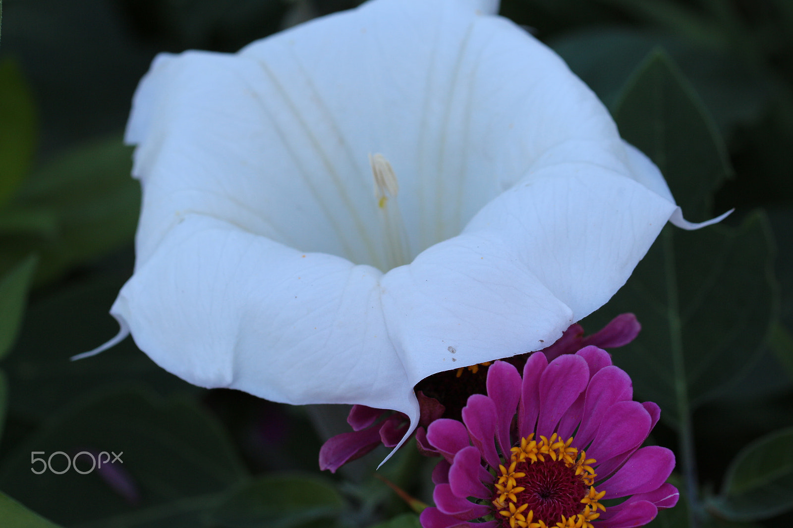 Canon EF 100mm F2.8L Macro IS USM sample photo