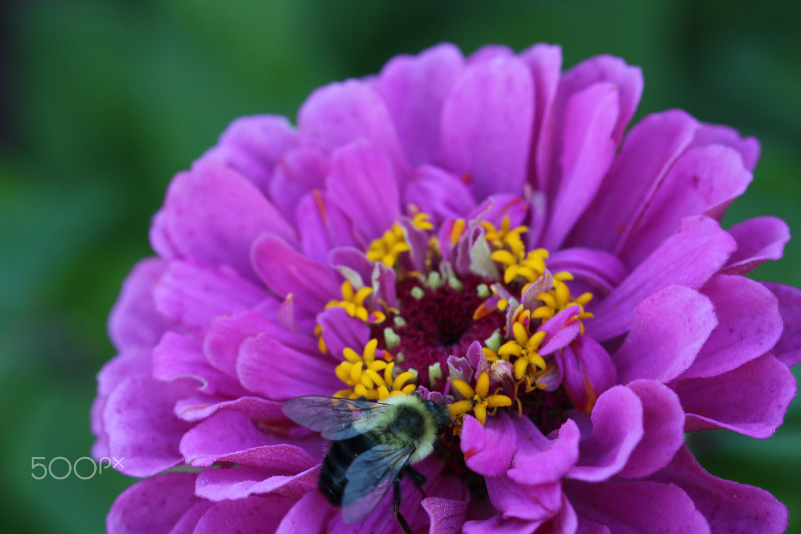Canon EF 100mm F2.8L Macro IS USM sample photo