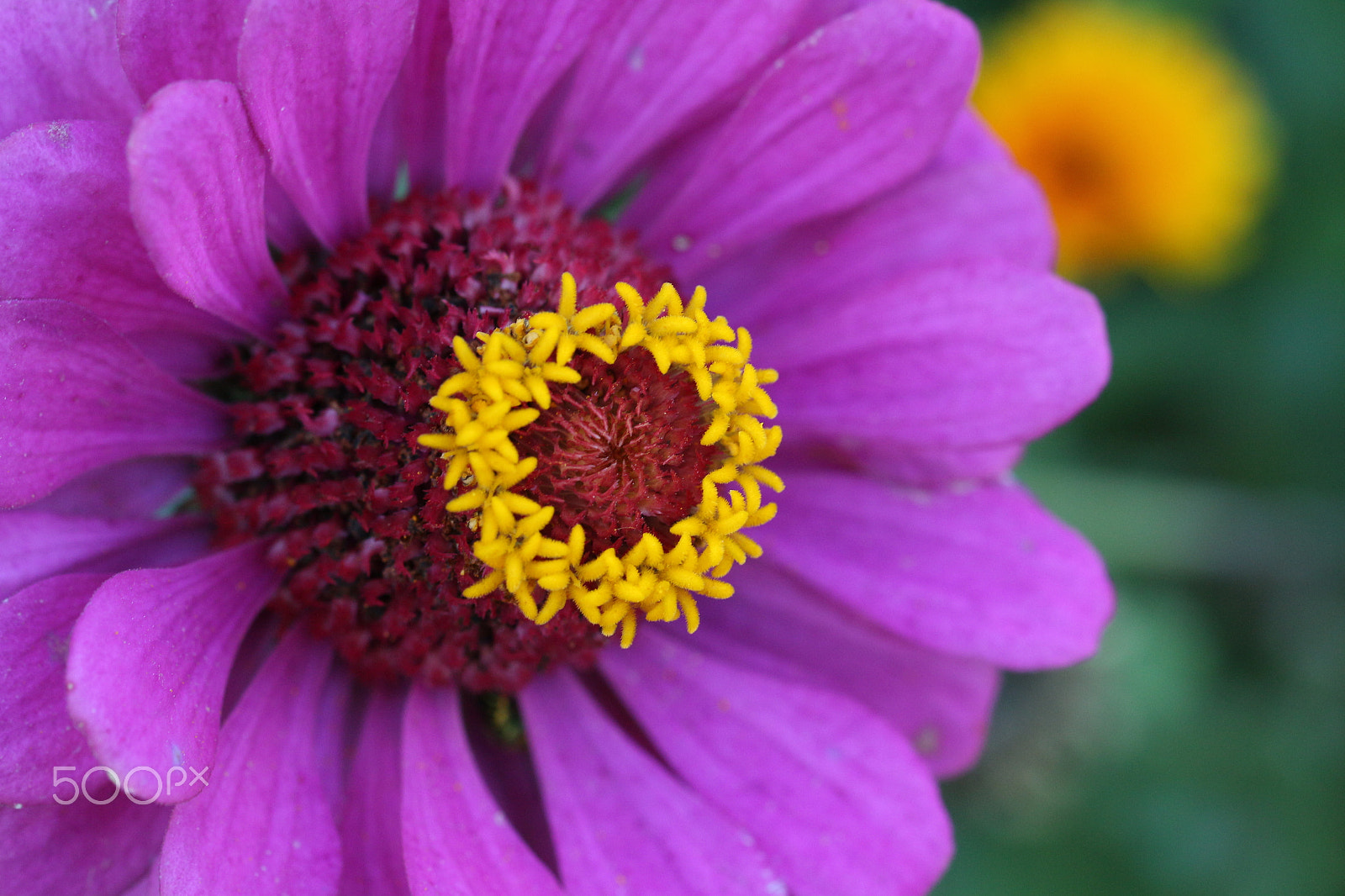 Canon EF 100mm F2.8L Macro IS USM sample photo