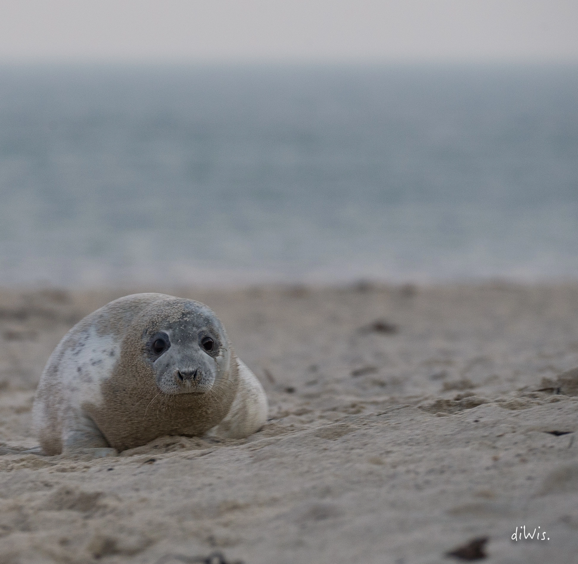 Sigma 150-600mm F5-6.3 DG OS HSM | S sample photo. Good morning photography