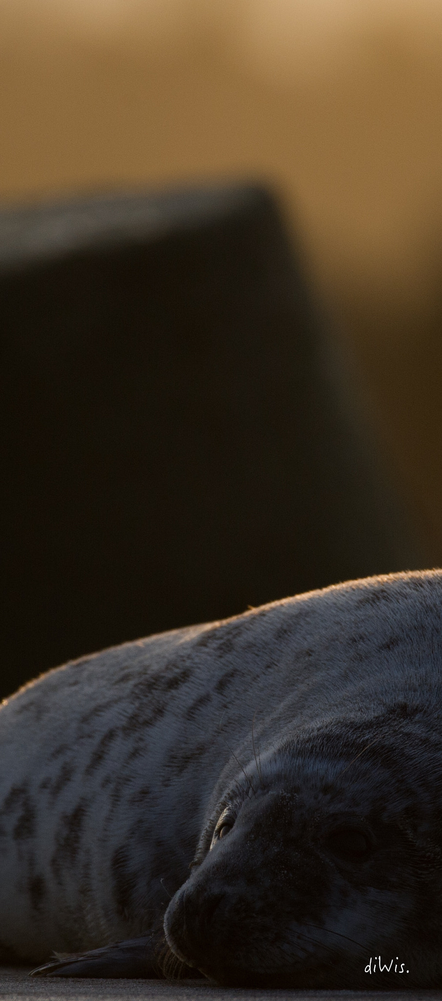 Sigma 150-600mm F5-6.3 DG OS HSM | S sample photo. Pier photography