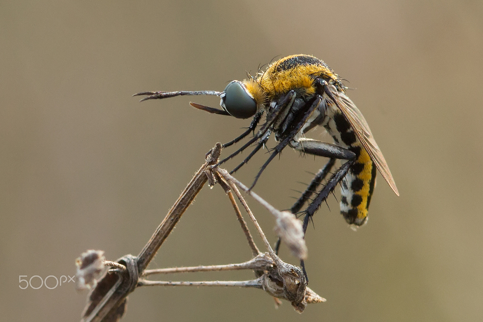 Canon EF 100mm F2.8 Macro USM sample photo. Bongkok photography