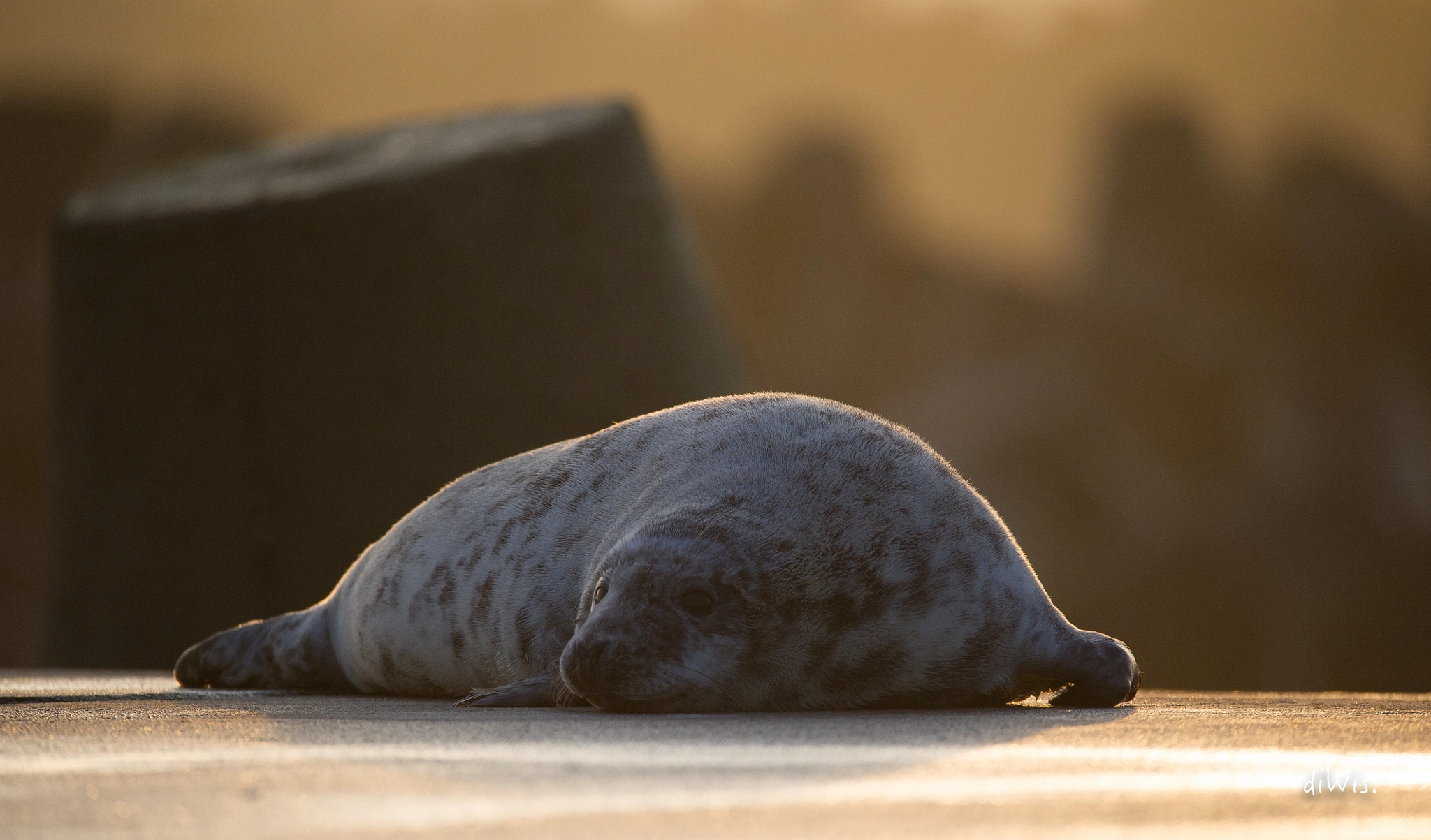 Sigma 150-600mm F5-6.3 DG OS HSM | S sample photo. Pier 2 photography