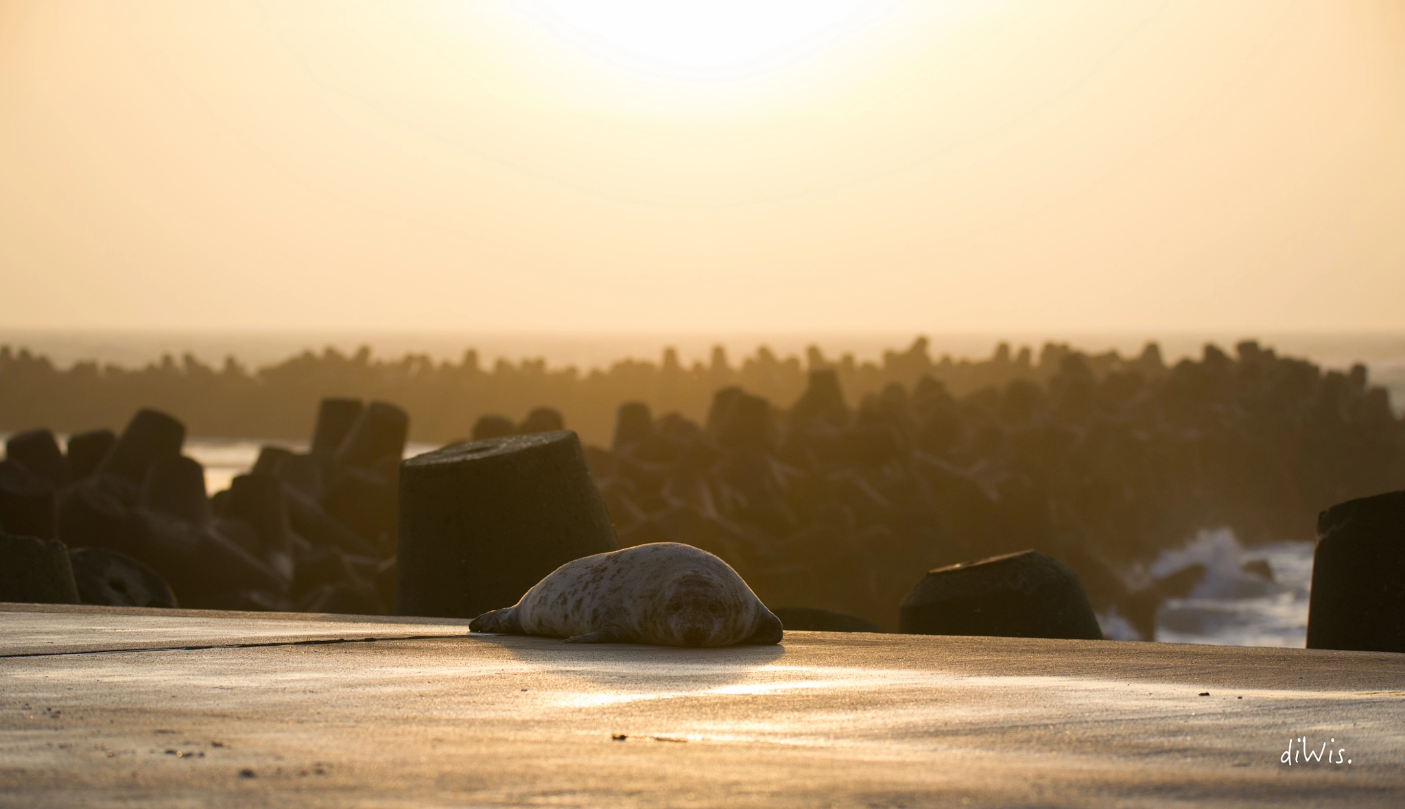 Sigma 150-600mm F5-6.3 DG OS HSM | S sample photo. Sunrise on helgoland photography