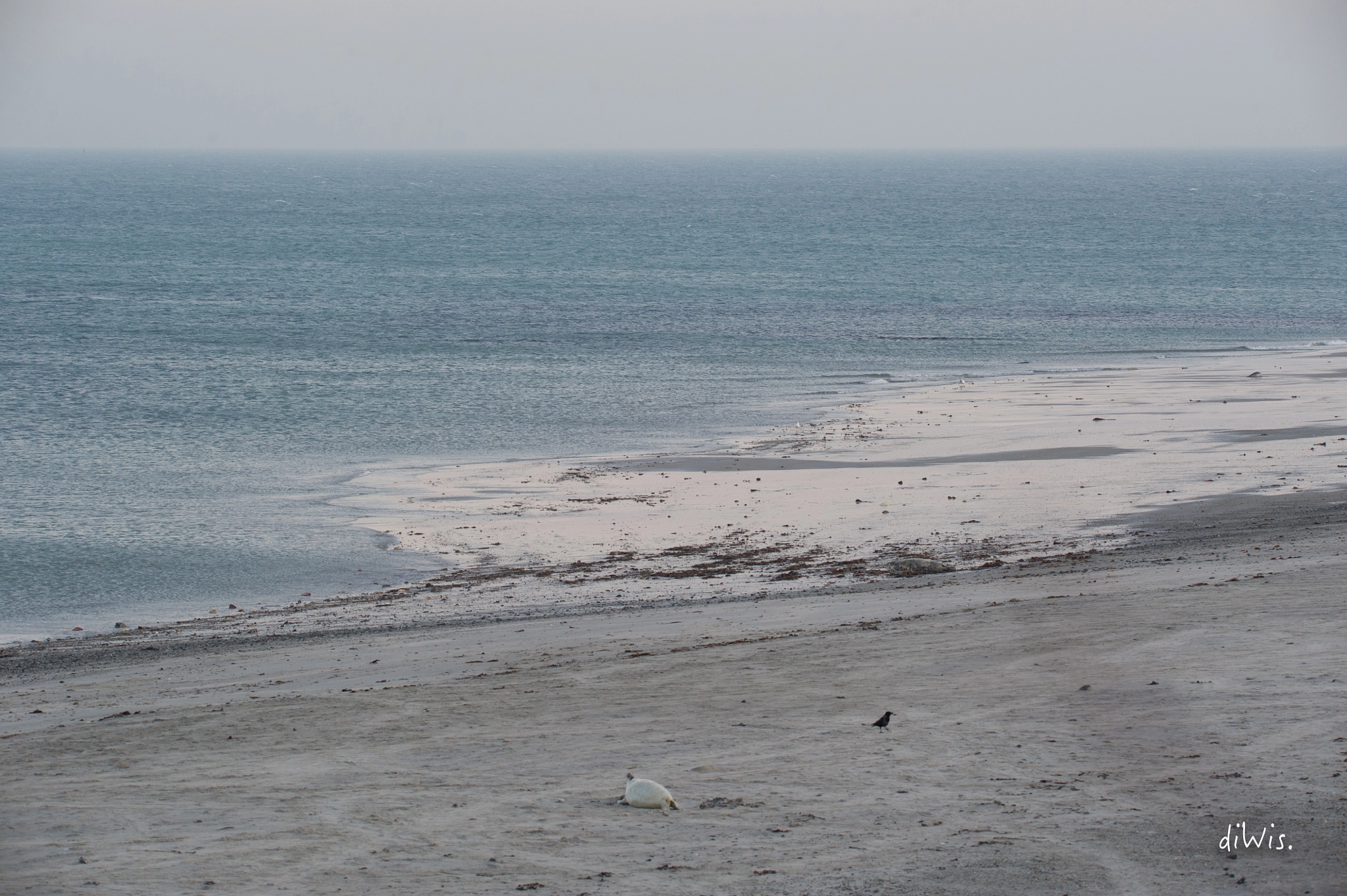 Sigma 150-600mm F5-6.3 DG OS HSM | S sample photo. Southern beach, helgoland photography