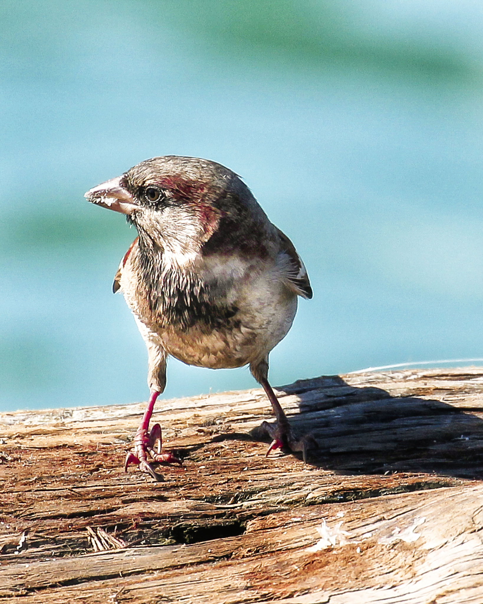 Canon EF 70-300mm F4-5.6L IS USM sample photo. House finch photography