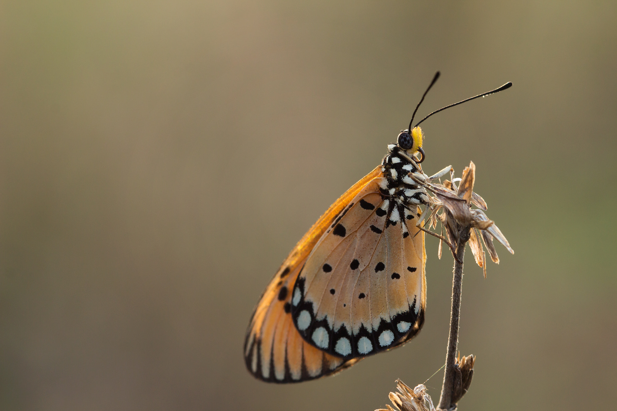 Canon EF 100mm F2.8 Macro USM sample photo. Alone photography