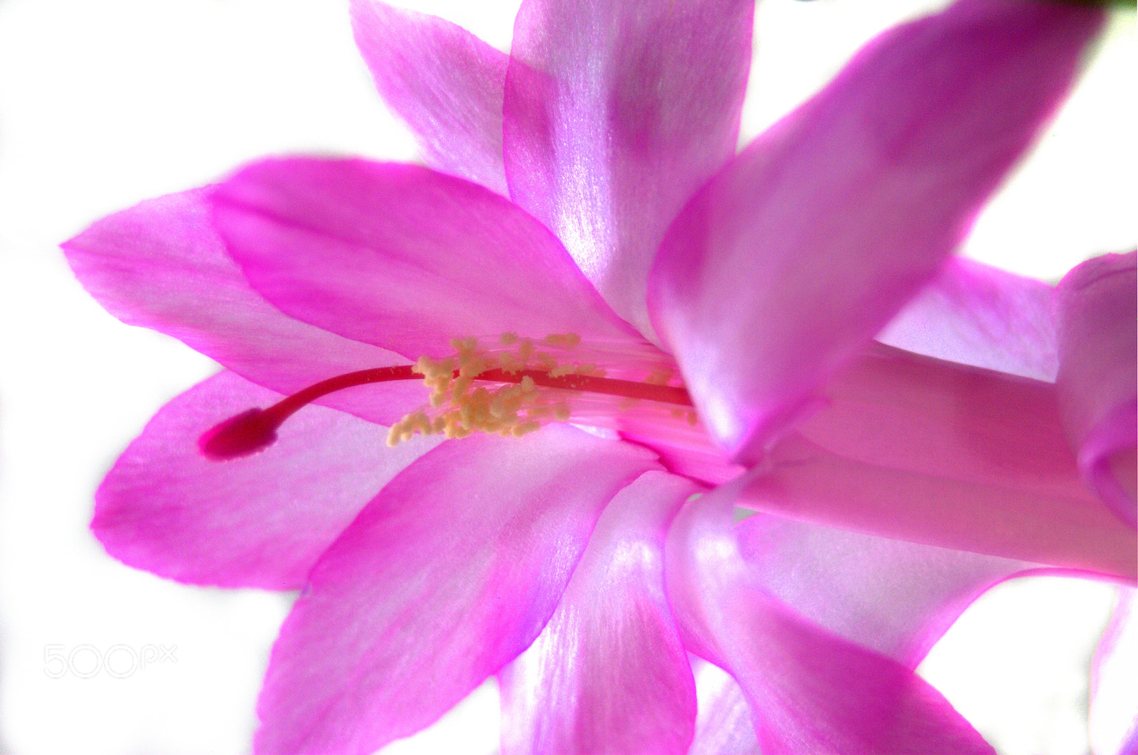 Sigma 28-90mm F3.5-5.6 Macro sample photo. Schlumbergera photography