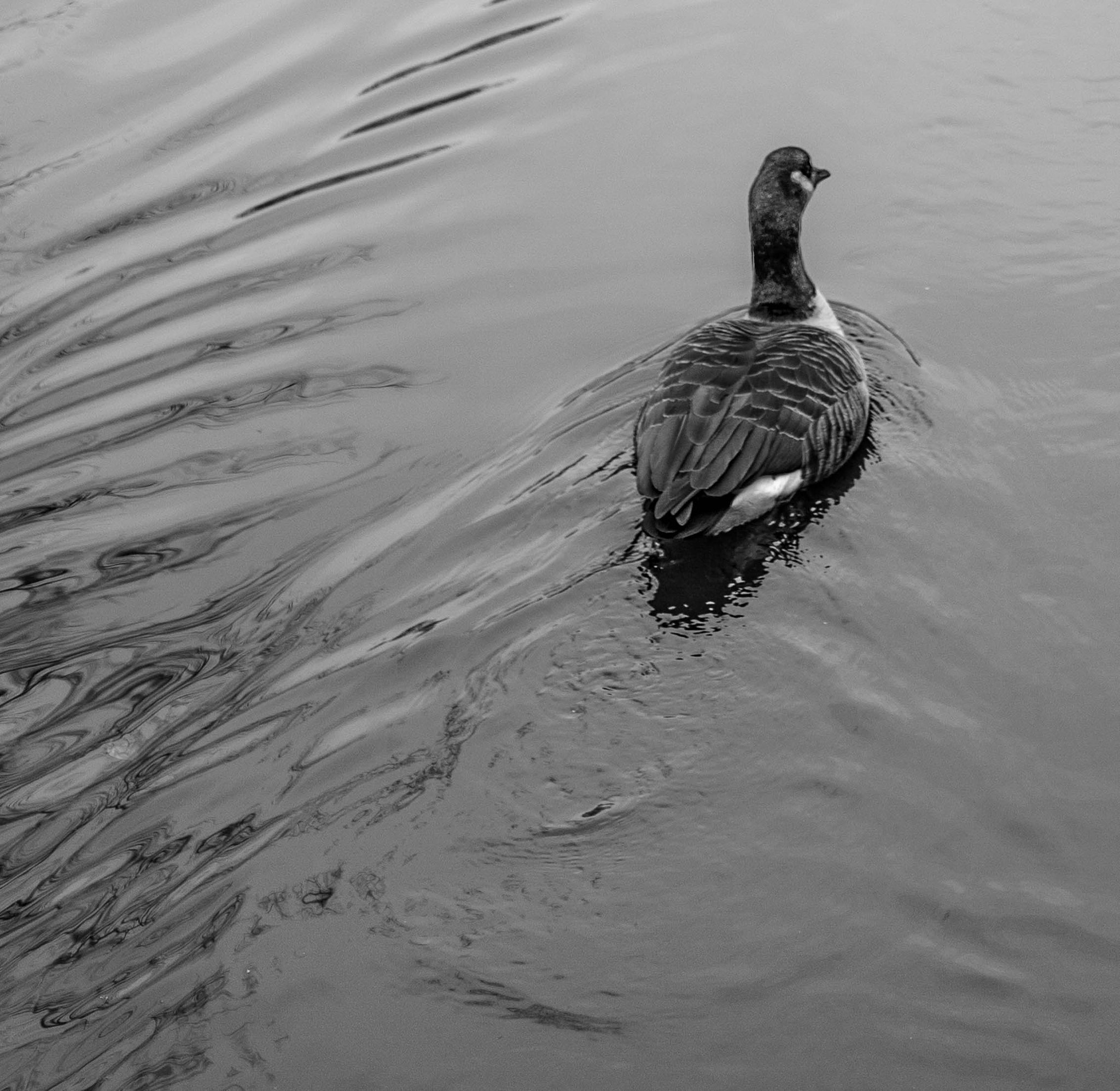 Summilux-M 1:1.4/75 sample photo. Goose in the park photography