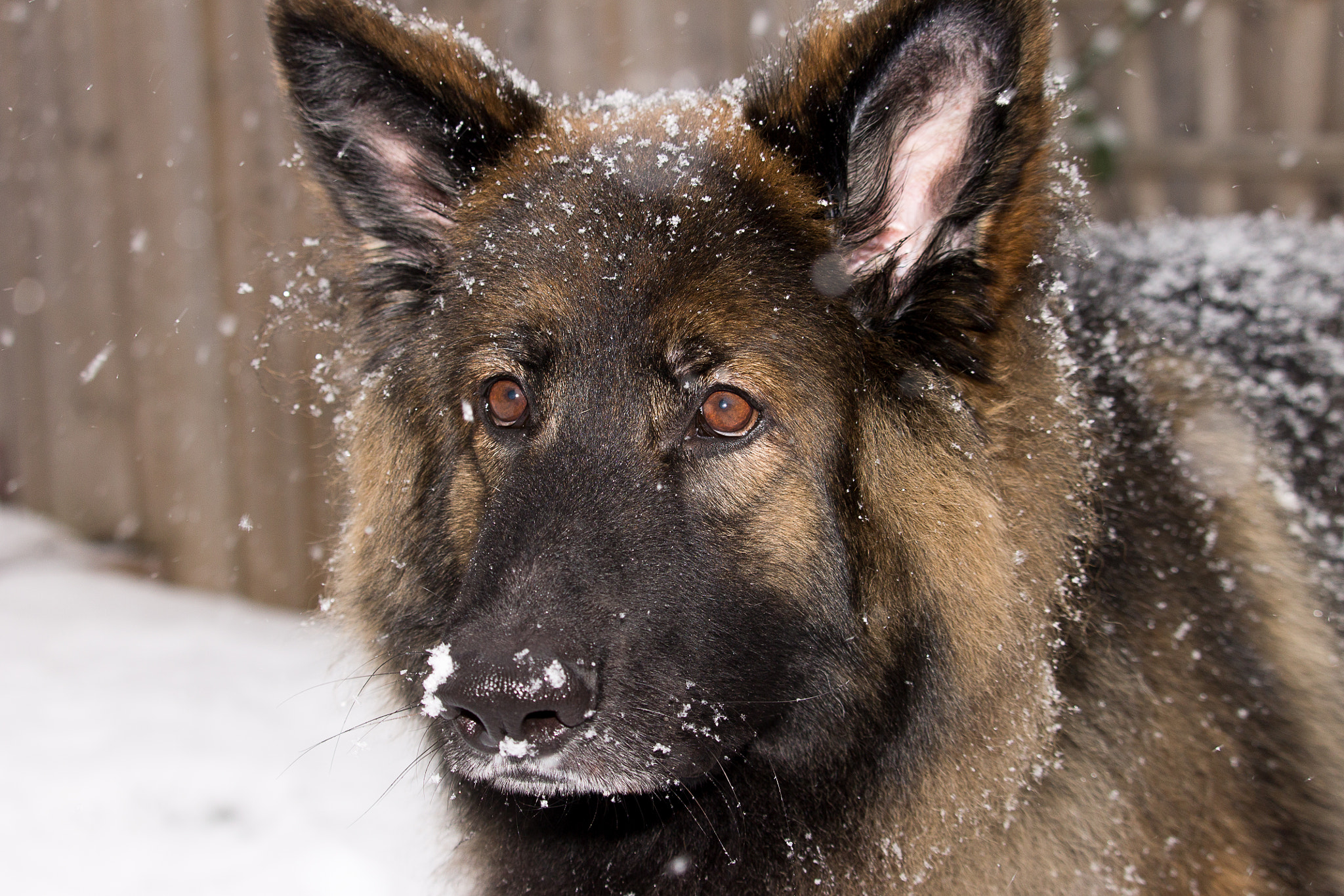Canon EF-S 55-250mm F4-5.6 IS STM sample photo. Brodie photography