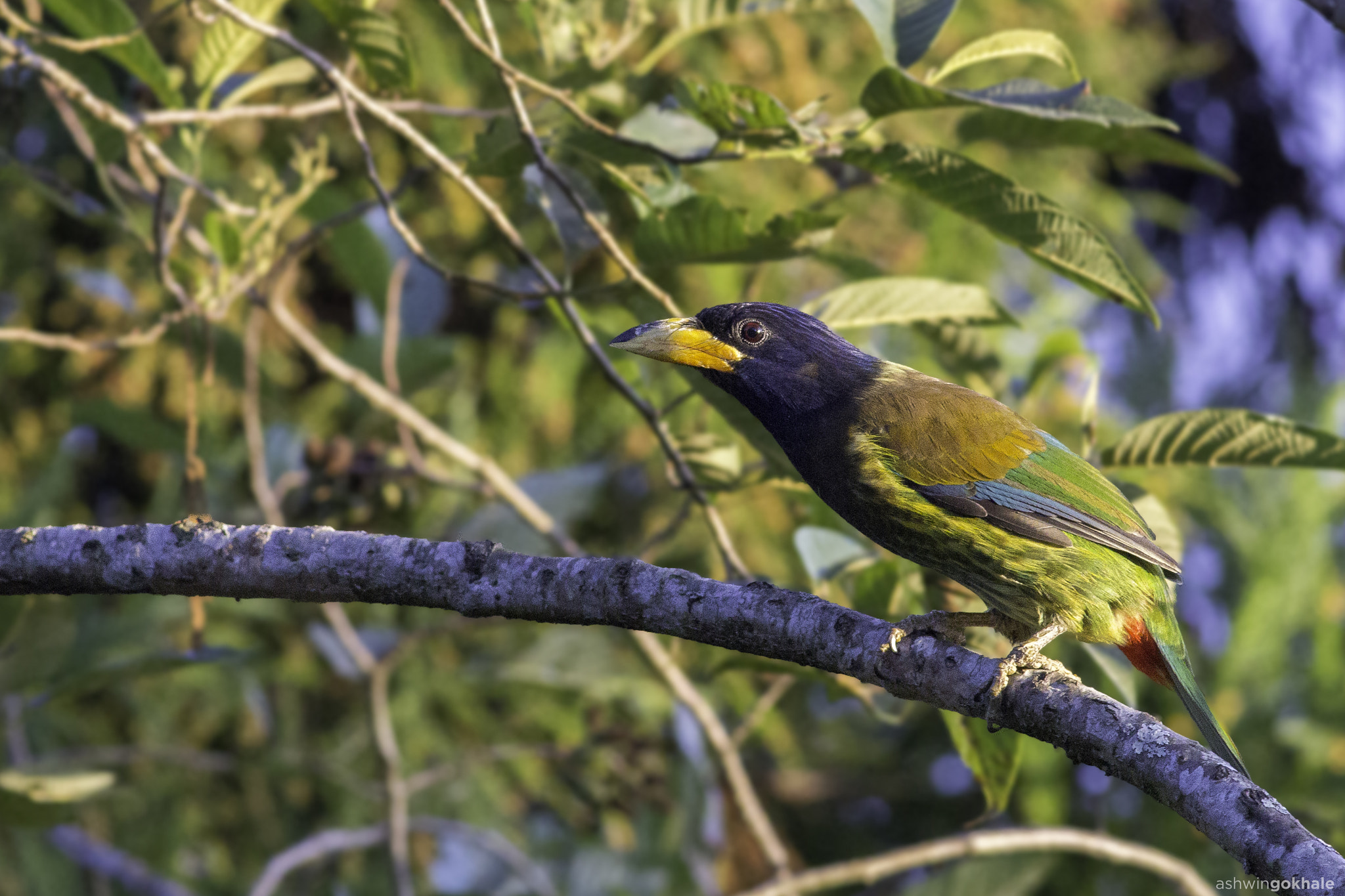 Canon EOS 60D + Canon EF 400mm F5.6L USM sample photo. Great barbet photography