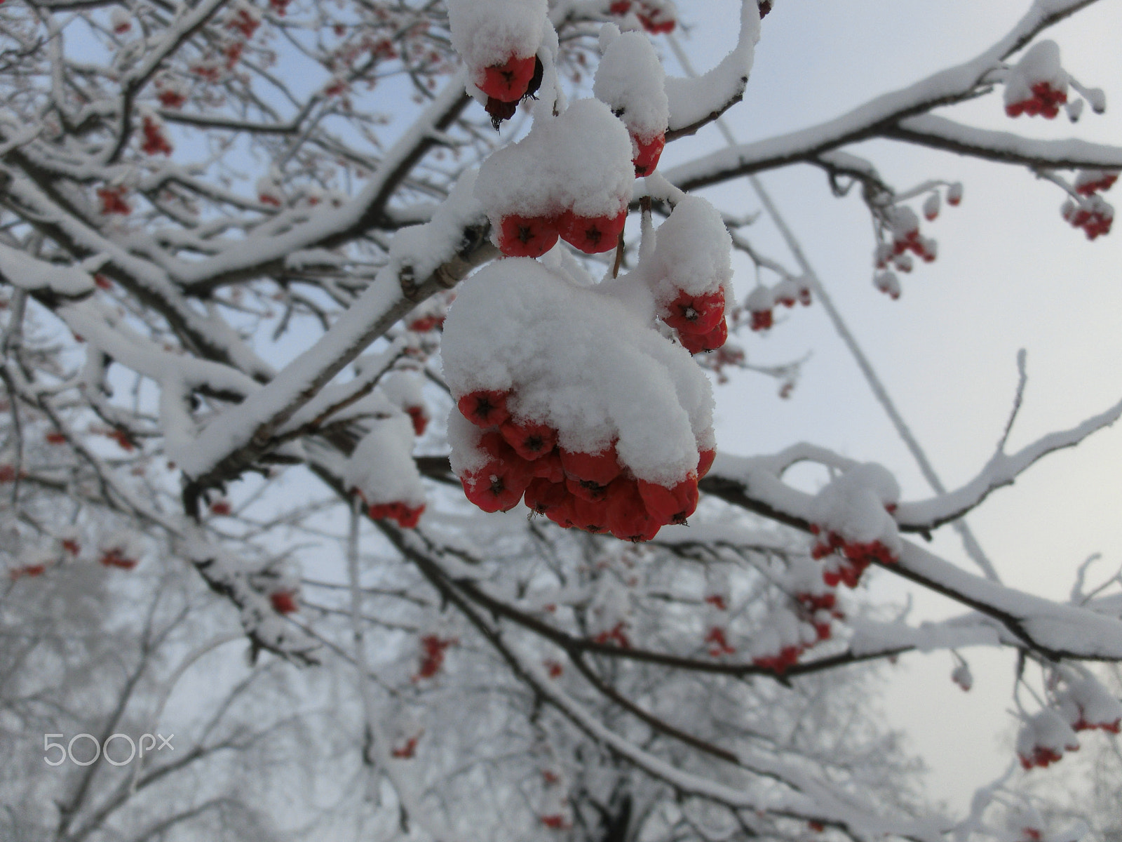 CASIO EX-ZR300 sample photo. Winter forest photography