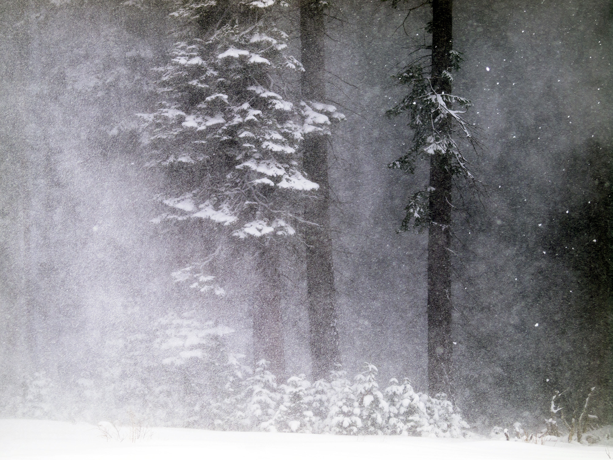 Olympus E-5 sample photo. Snow storm photography