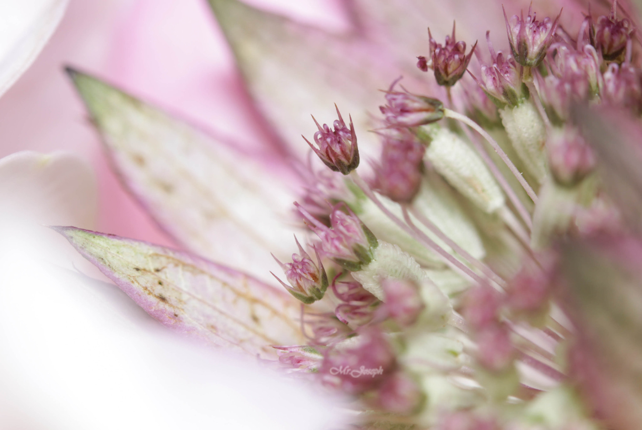 Canon EOS 50D + Canon EF 100mm F2.8 Macro USM sample photo.  neglected beauty photography