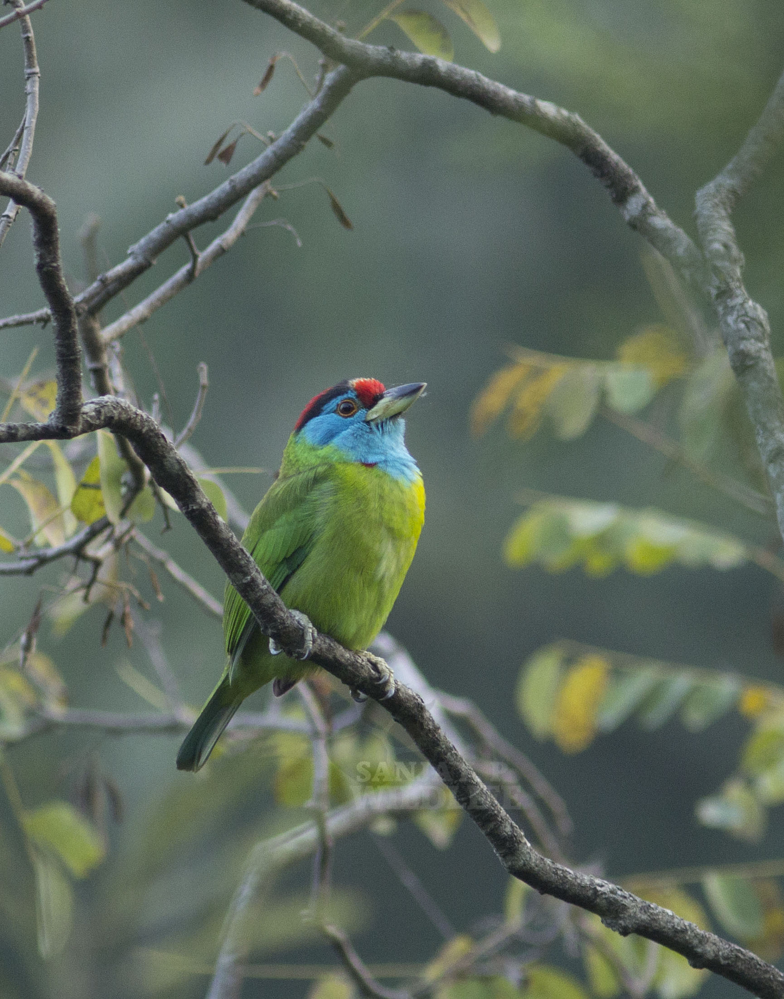 Canon EOS 60D + Canon EF 300mm F4L IS USM sample photo. Blue-throated barbet (megaliama asiatica) photography