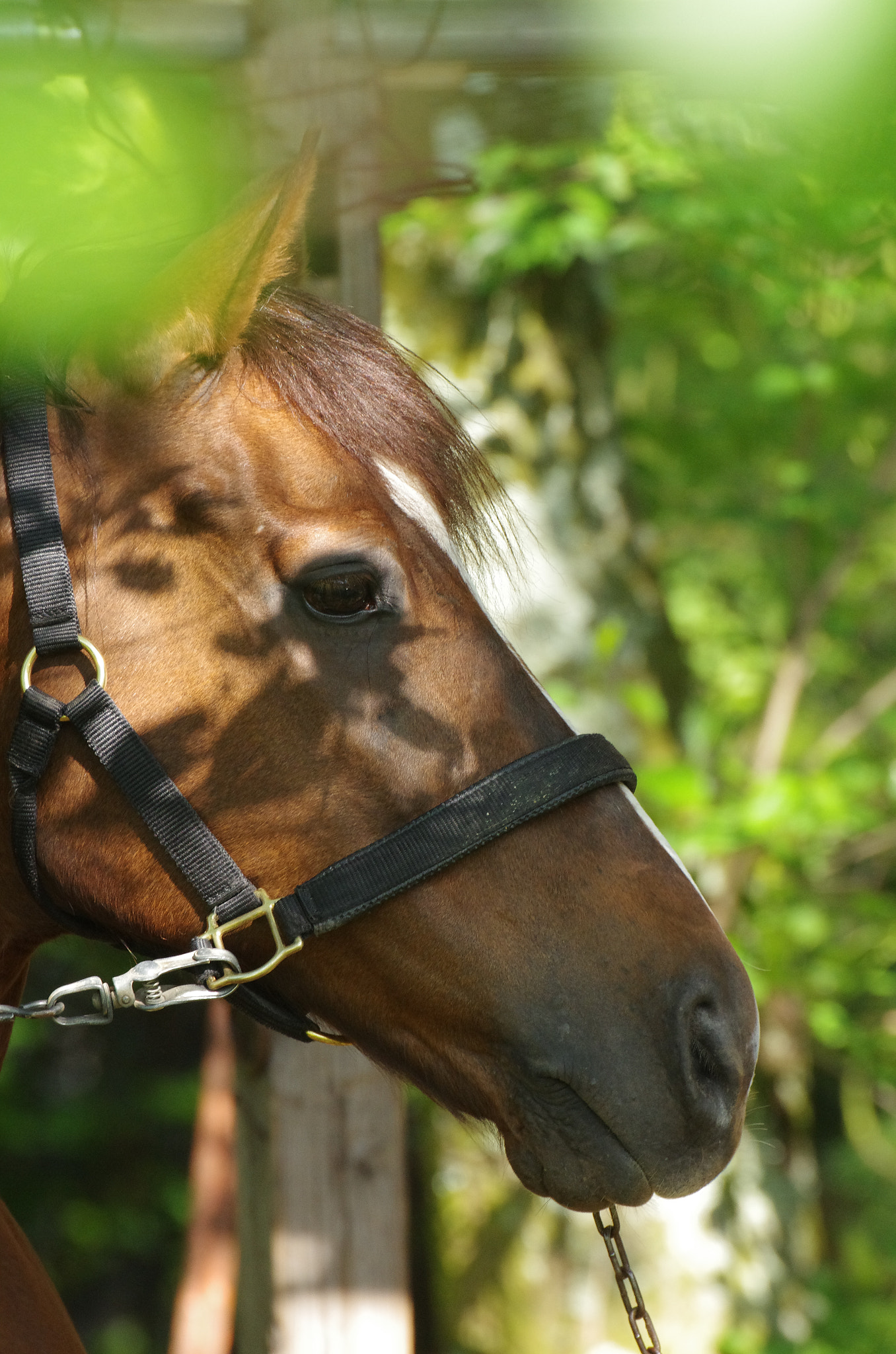 Pentax K-5 IIs + Sigma 50-500mm F4.5-6.3 DG OS HSM sample photo. Horse photography