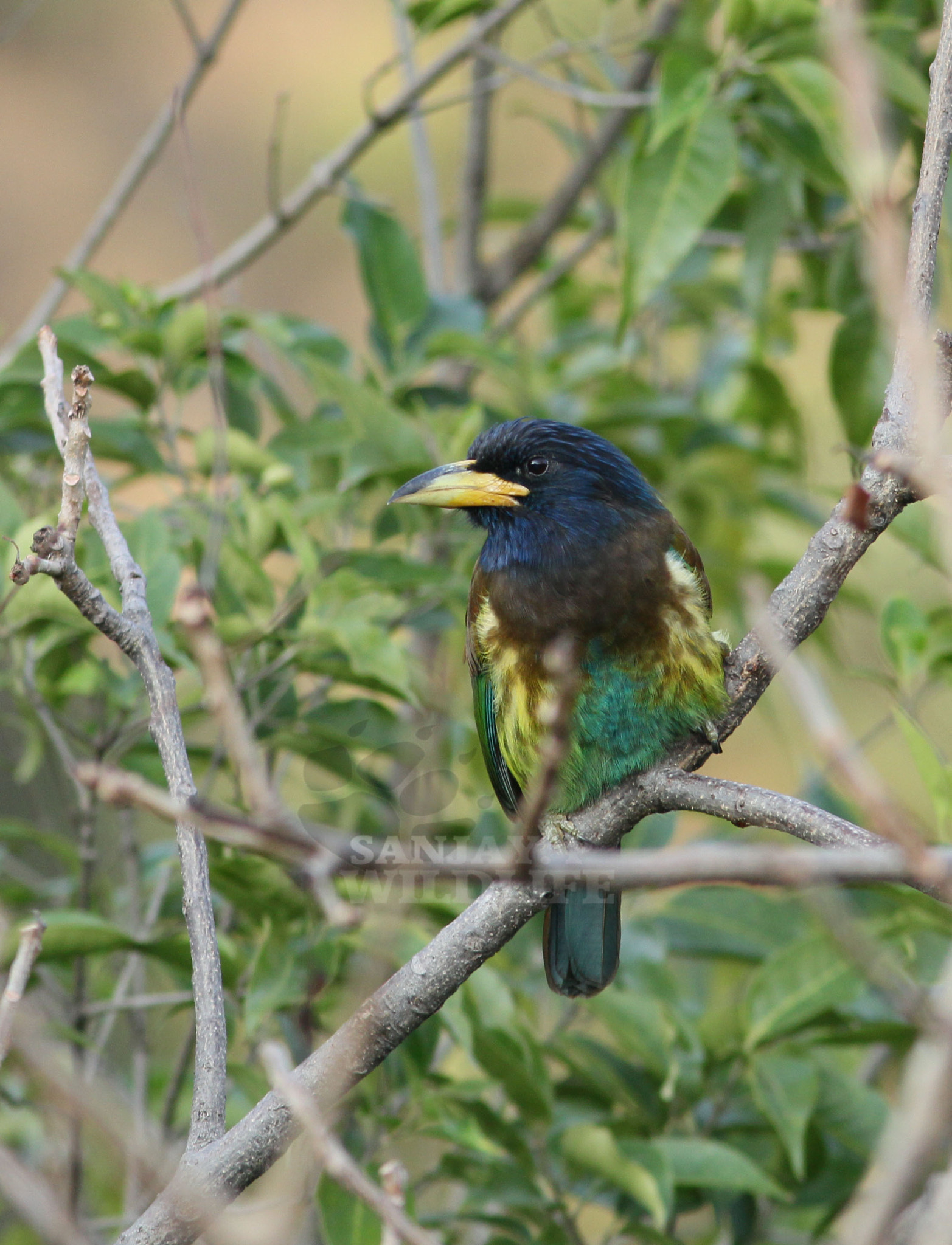 Canon EOS 60D + Canon EF 300mm F4L IS USM sample photo. Great barbet (megalaima virens) photography
