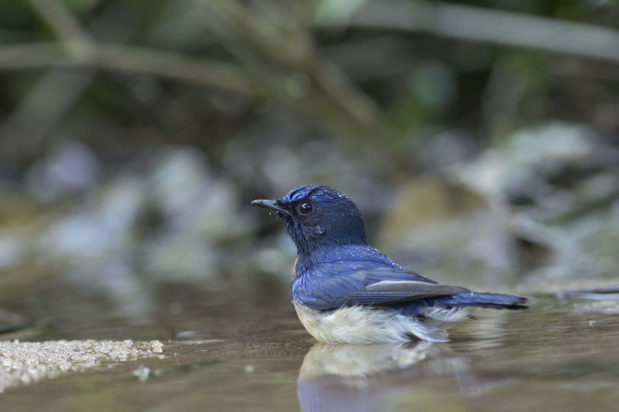 Canon EOS 60D + Canon EF 300mm F4L IS USM sample photo. Blue-throated flycatcher (cyornis rubeculoides) photography