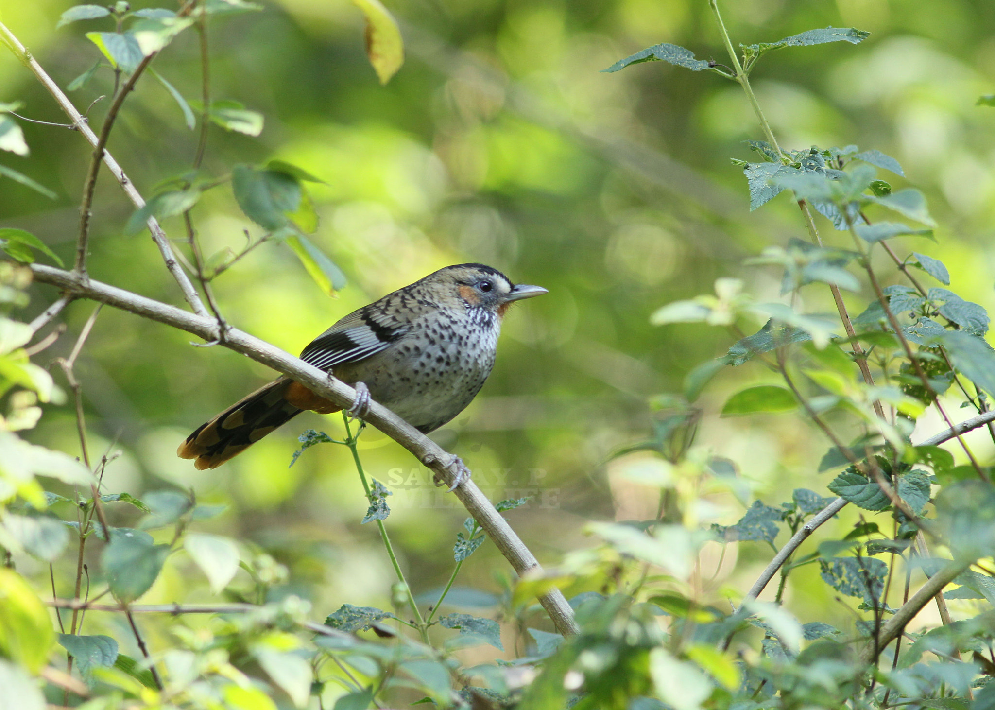 Canon EOS 60D + Canon EF 300mm F4L IS USM sample photo. Rufous-chinned laughinghthrush photography