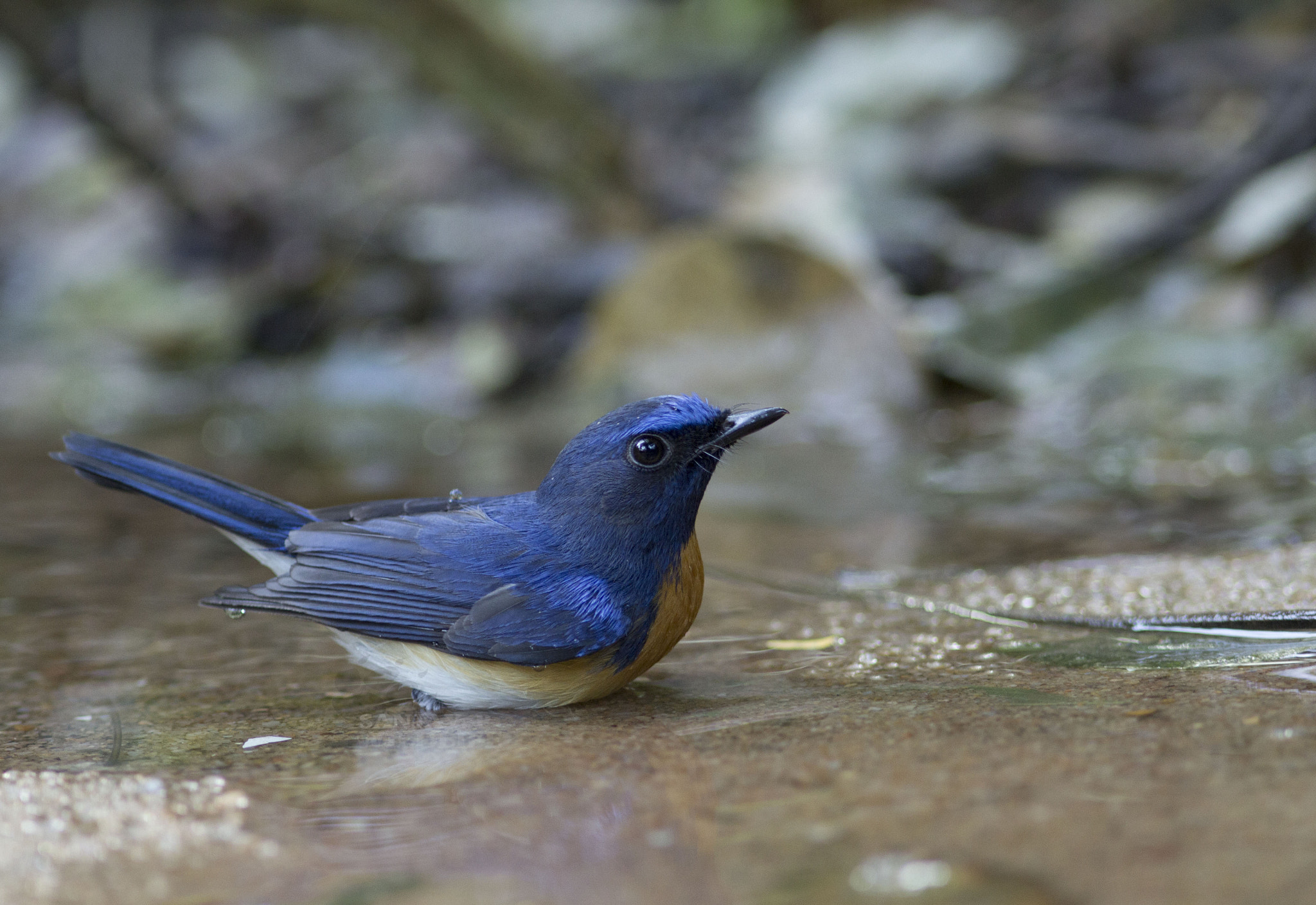 Canon EOS 60D + Canon EF 300mm F4L IS USM sample photo. Blue-throated blue flycatcher photography
