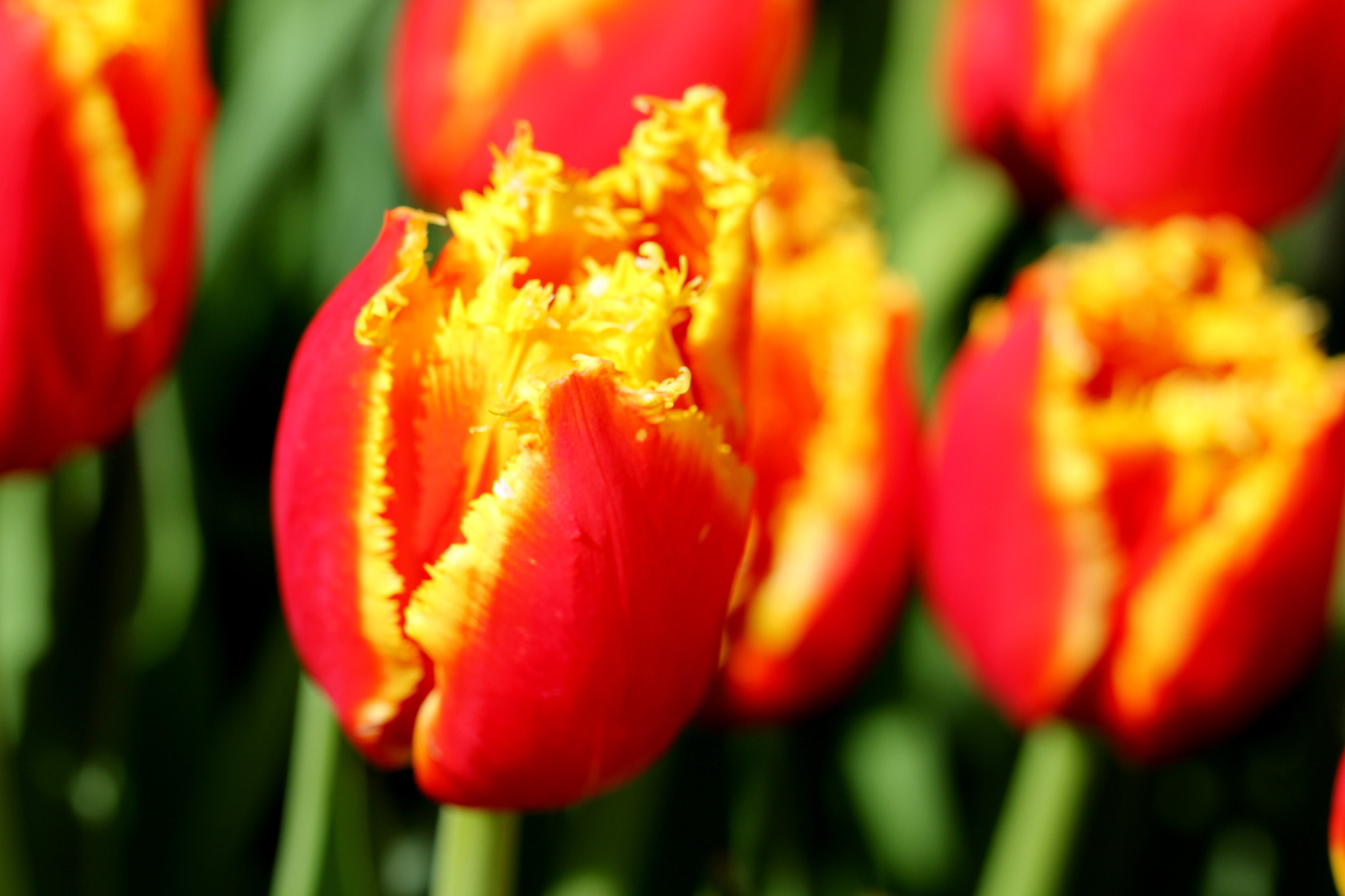 Canon EOS 550D (EOS Rebel T2i / EOS Kiss X4) + Canon EF 100mm F2.8 Macro USM sample photo. Tulips at keukenhof photography