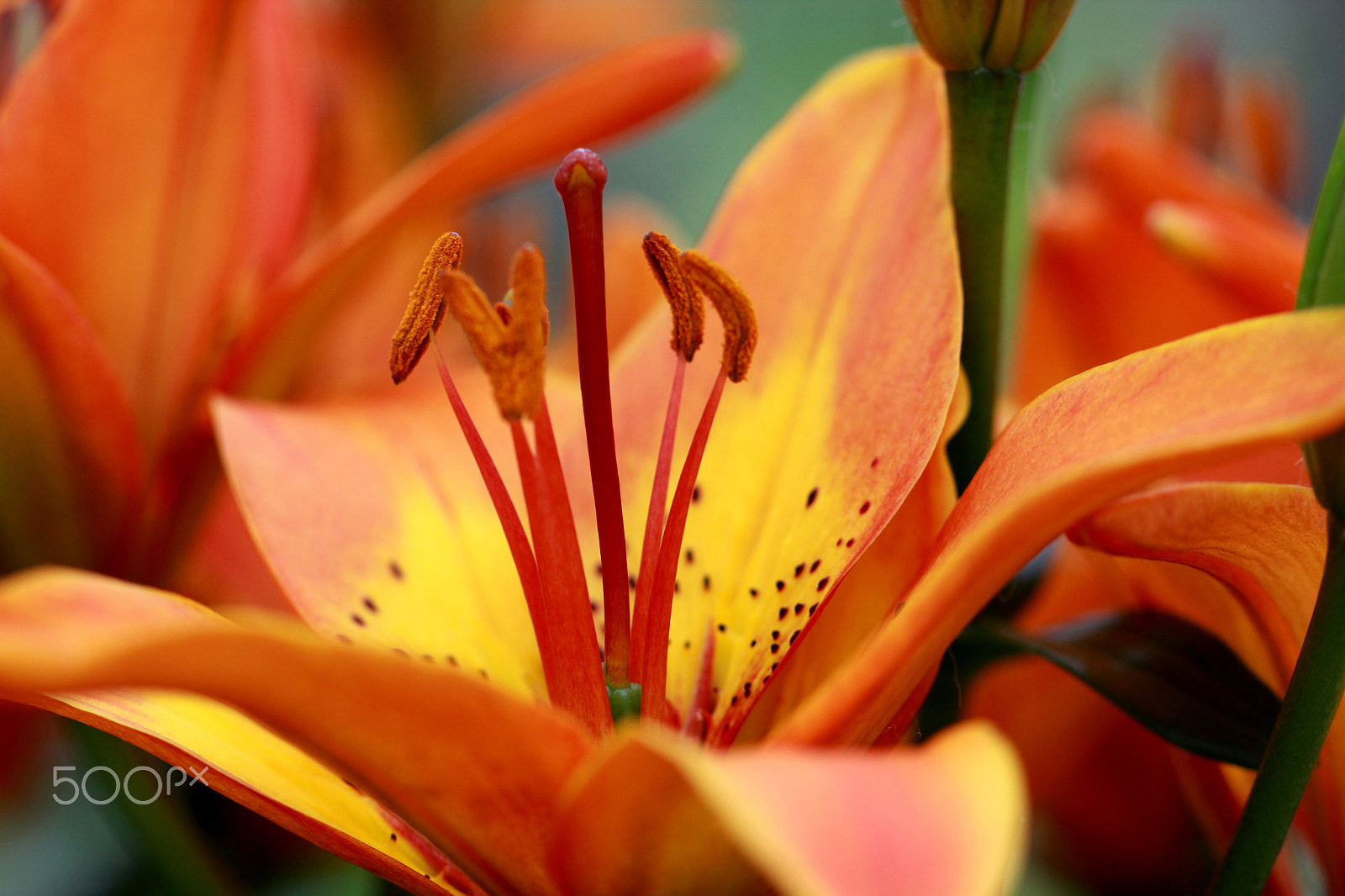 Canon EOS 550D (EOS Rebel T2i / EOS Kiss X4) + Canon EF 100mm F2.8 Macro USM sample photo. Flowers @ keukenhof photography