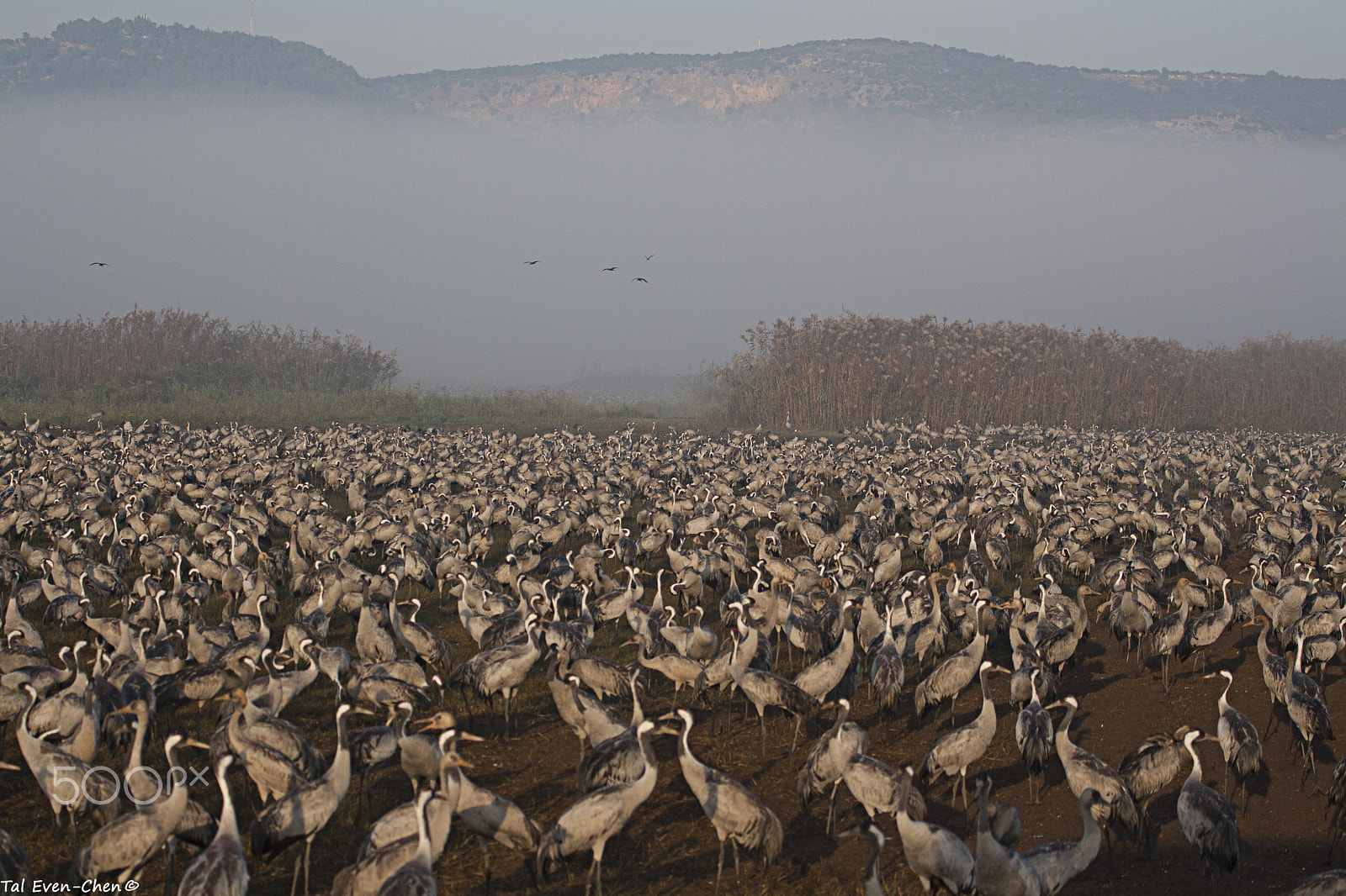 Canon EF 70-300mm F4-5.6L IS USM sample photo. Cranes in morning fog photography