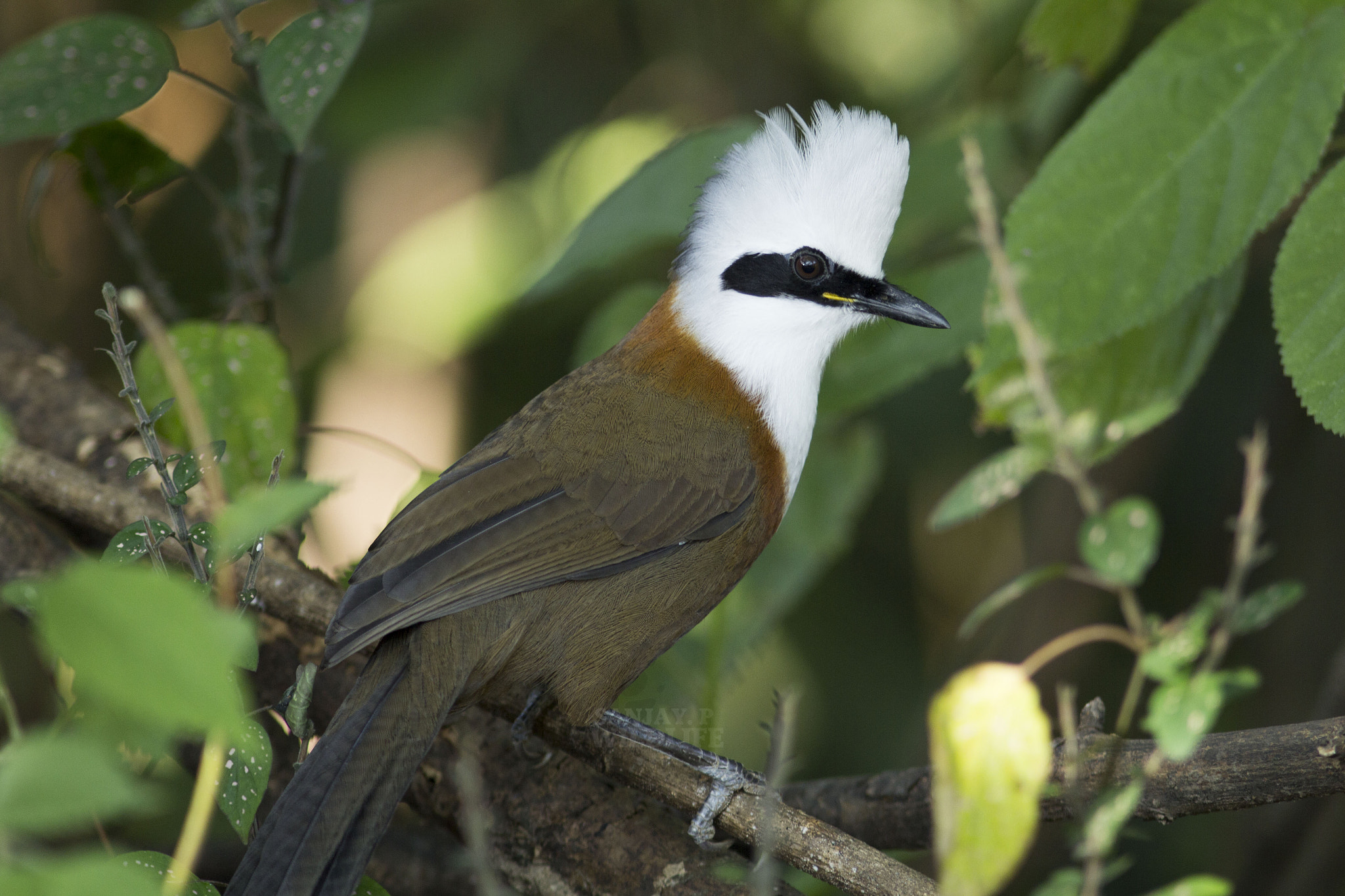 Canon EOS 60D + Canon EF 300mm F4L IS USM sample photo. White-crested laughingthrush photography