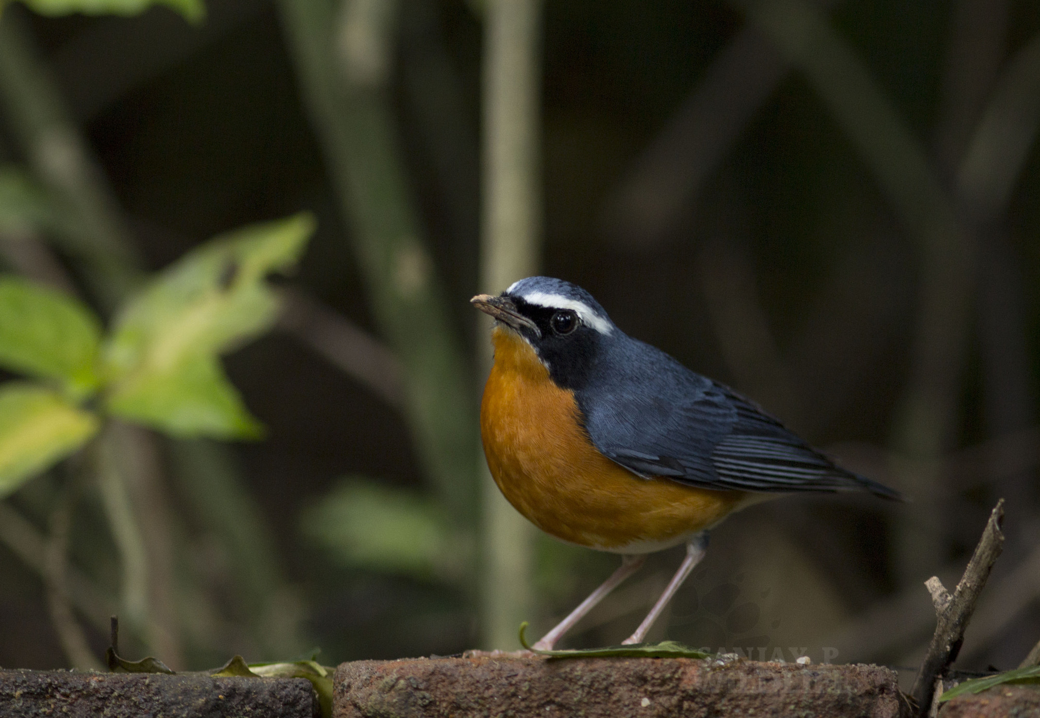 Canon EOS 60D + Canon EF 300mm F4L IS USM sample photo. Indian blue robin (luscinea brunnea) photography