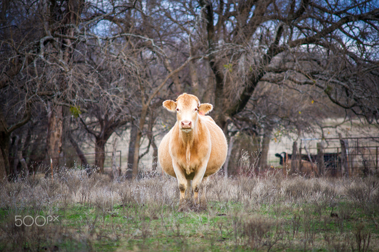 Sony Alpha DSLR-A850 + Minolta AF 70-210mm F4 Macro sample photo. Soon to be mom photography