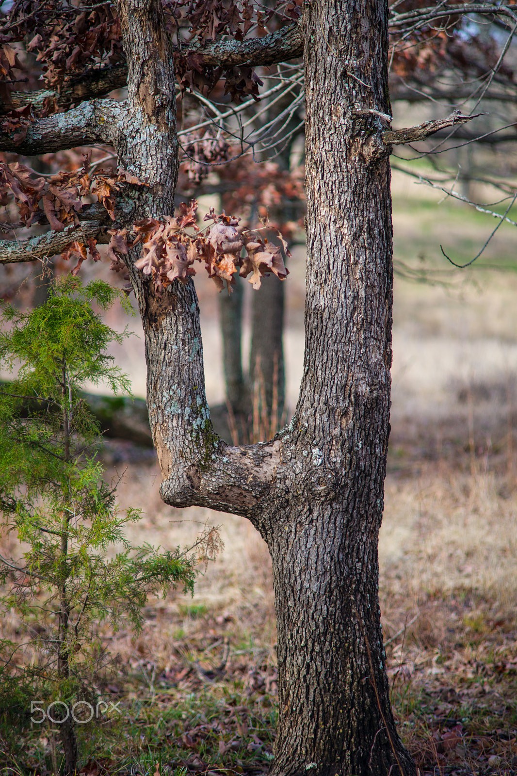 Sony Alpha DSLR-A850 + Minolta AF 70-210mm F4 Macro sample photo. Indian tree photography