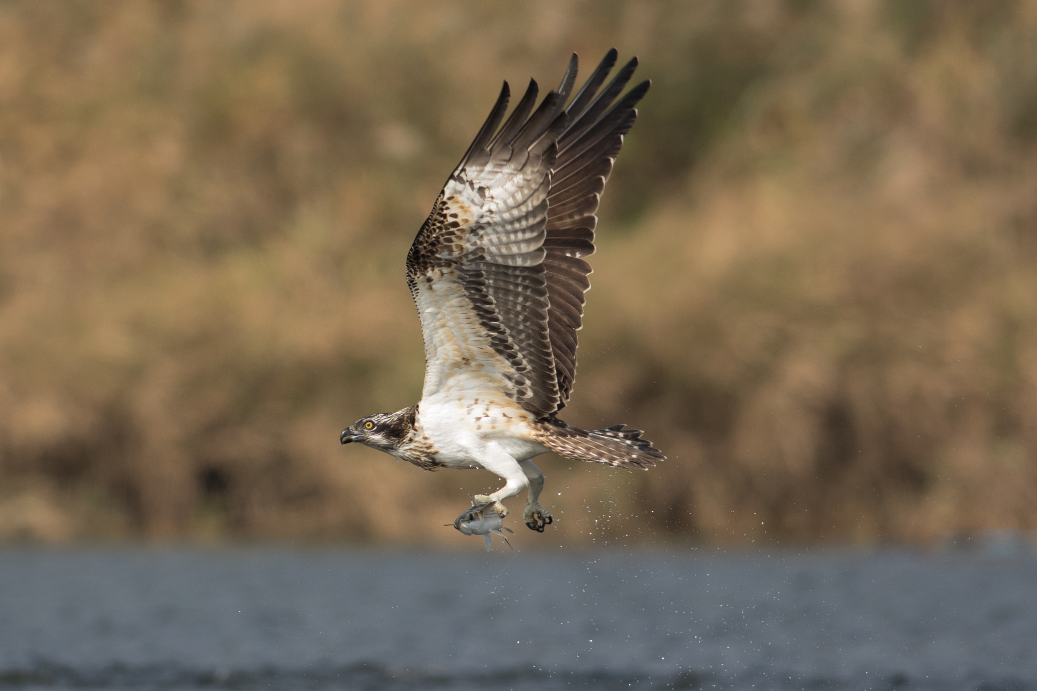 Canon EF 500mm f/4.5L sample photo. Pandion halia­etus photography