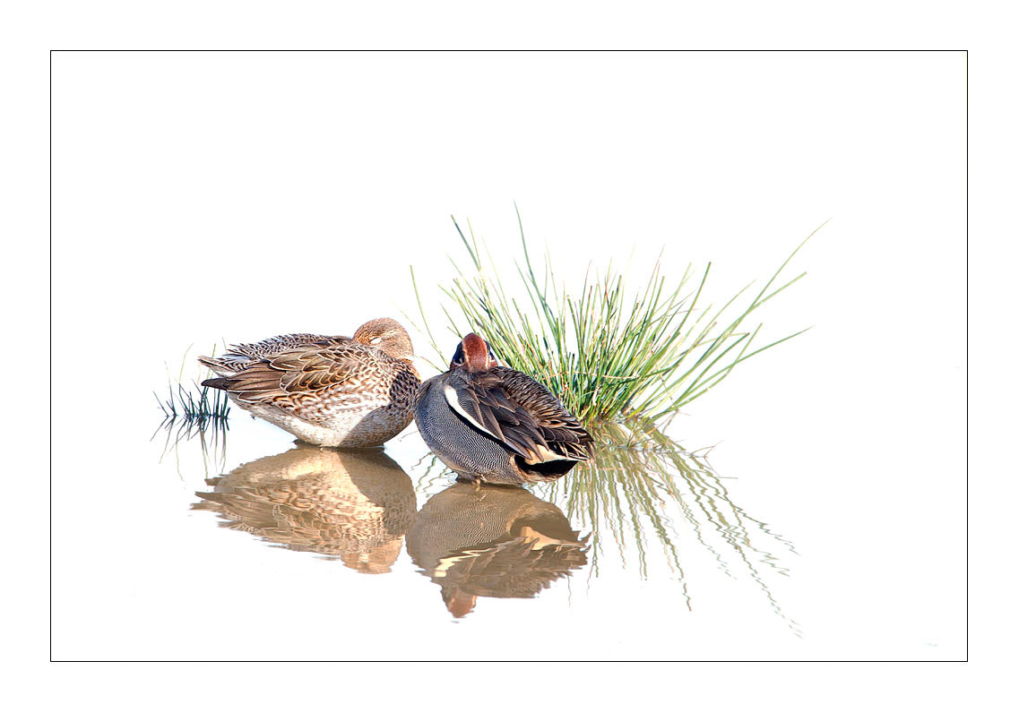 Canon EF 300mm F2.8L IS USM sample photo. Sarcelles d'hiver photography