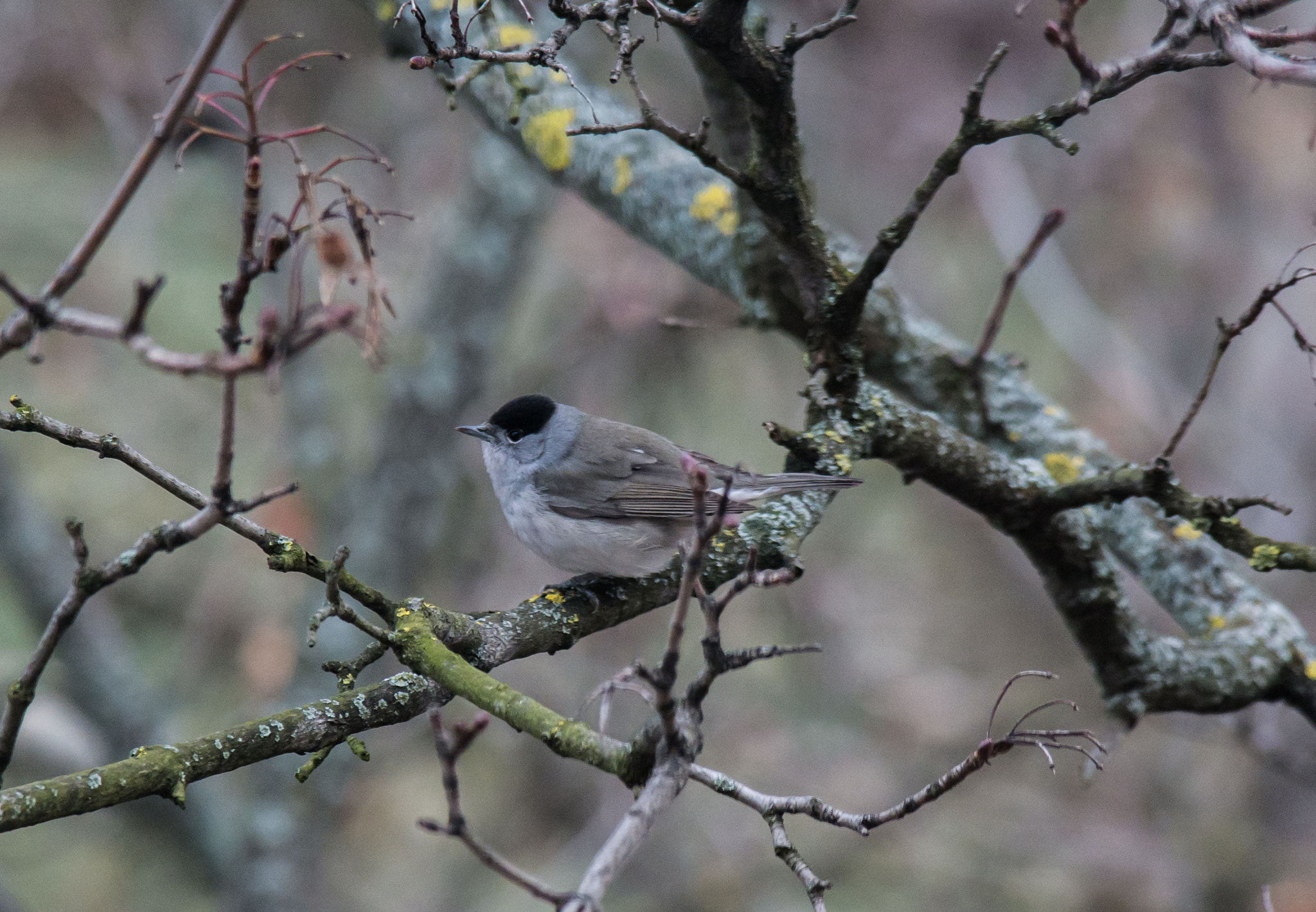 Samsung NX30 + Samsung NX 50-200mm F4-5.6 ED OIS sample photo. Eurasian blackcap photography