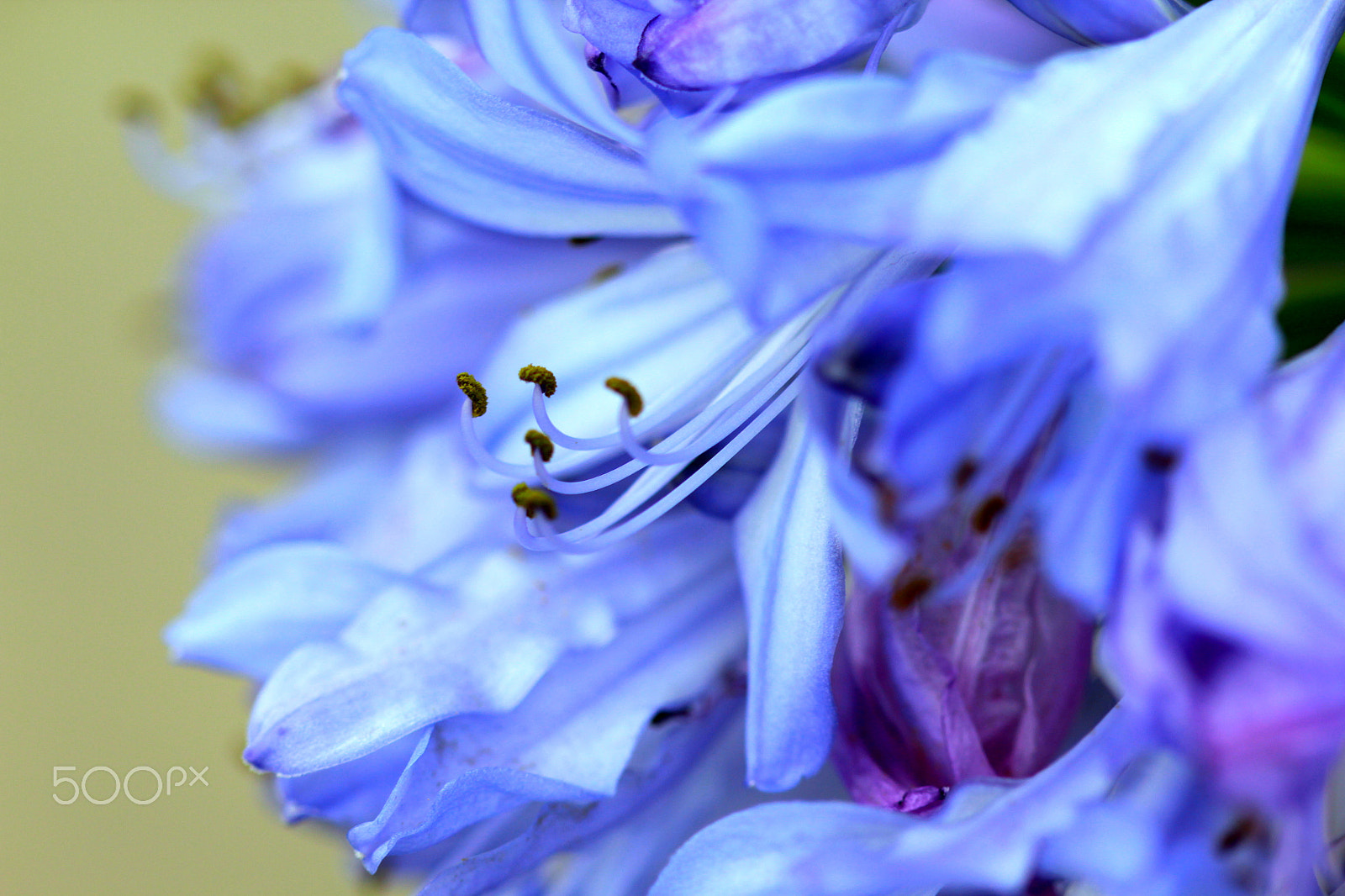 Canon EOS 550D (EOS Rebel T2i / EOS Kiss X4) + Canon EF 100mm F2.8 Macro USM sample photo. Petals & anthers photography