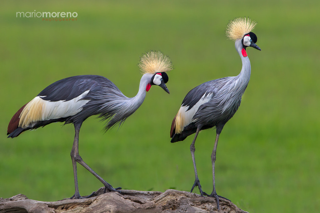 Canon EF 300mm F2.8L IS USM sample photo. Two cranes on a perch photography