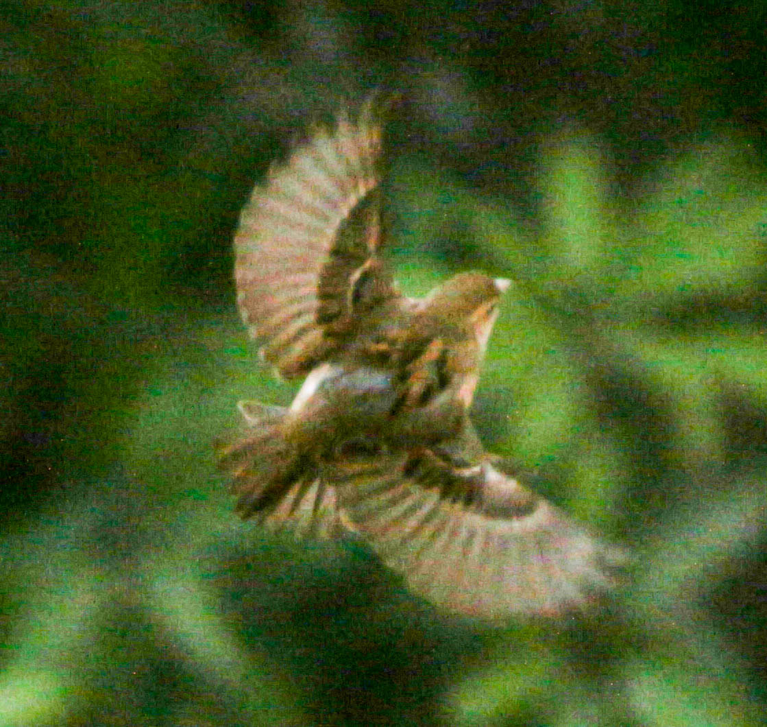 Canon EF 75-300mm F4.0-5.6 IS USM sample photo. Bird photography
