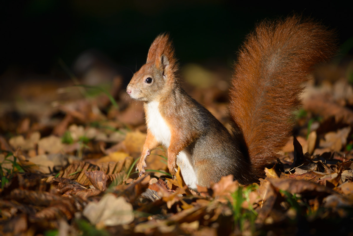 Sigma 150-500mm F5-6.3 DG OS HSM sample photo. Squirrel supermodel photography