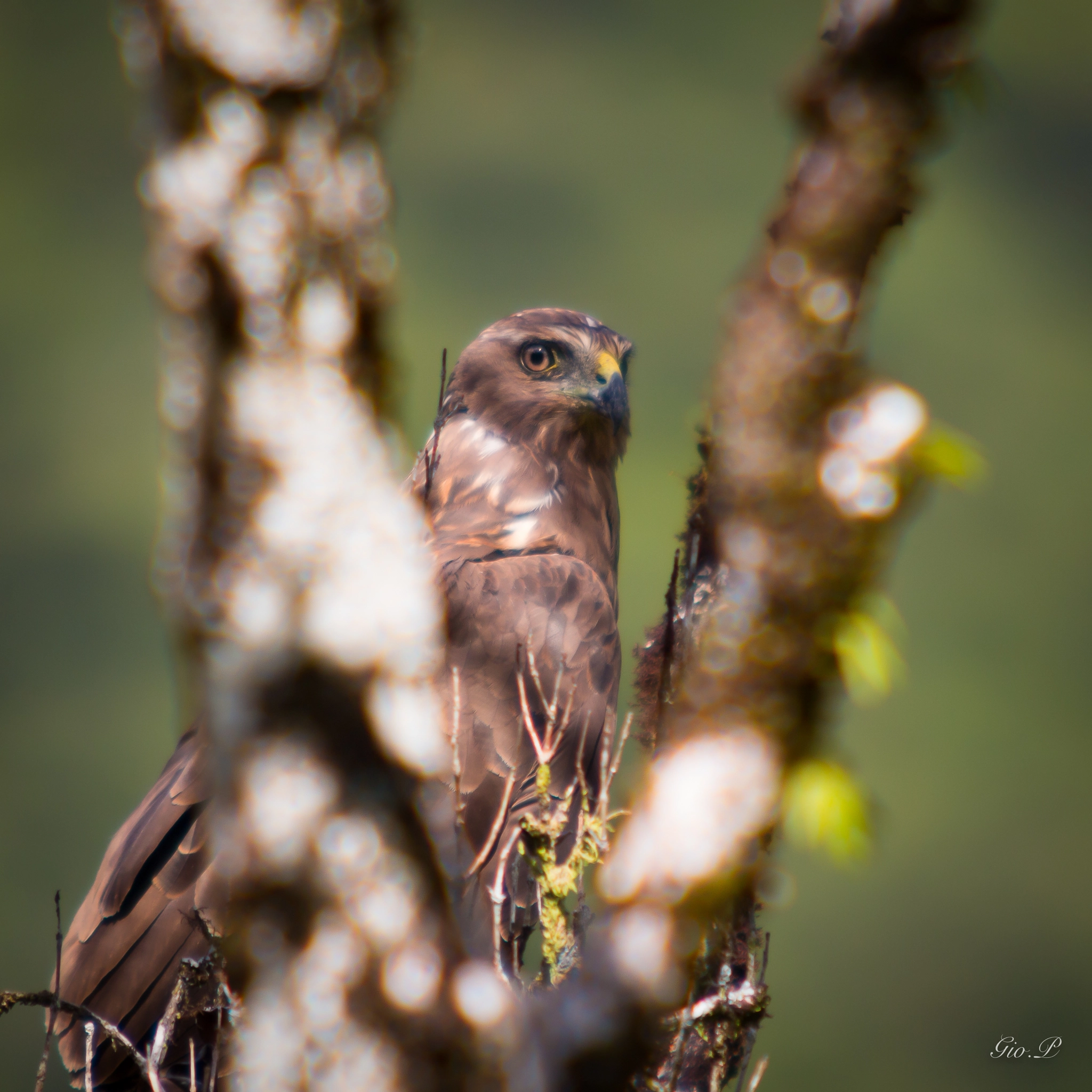 Sigma 70-200mm F2.8 EX DG OS HSM sample photo. Papangue. photography