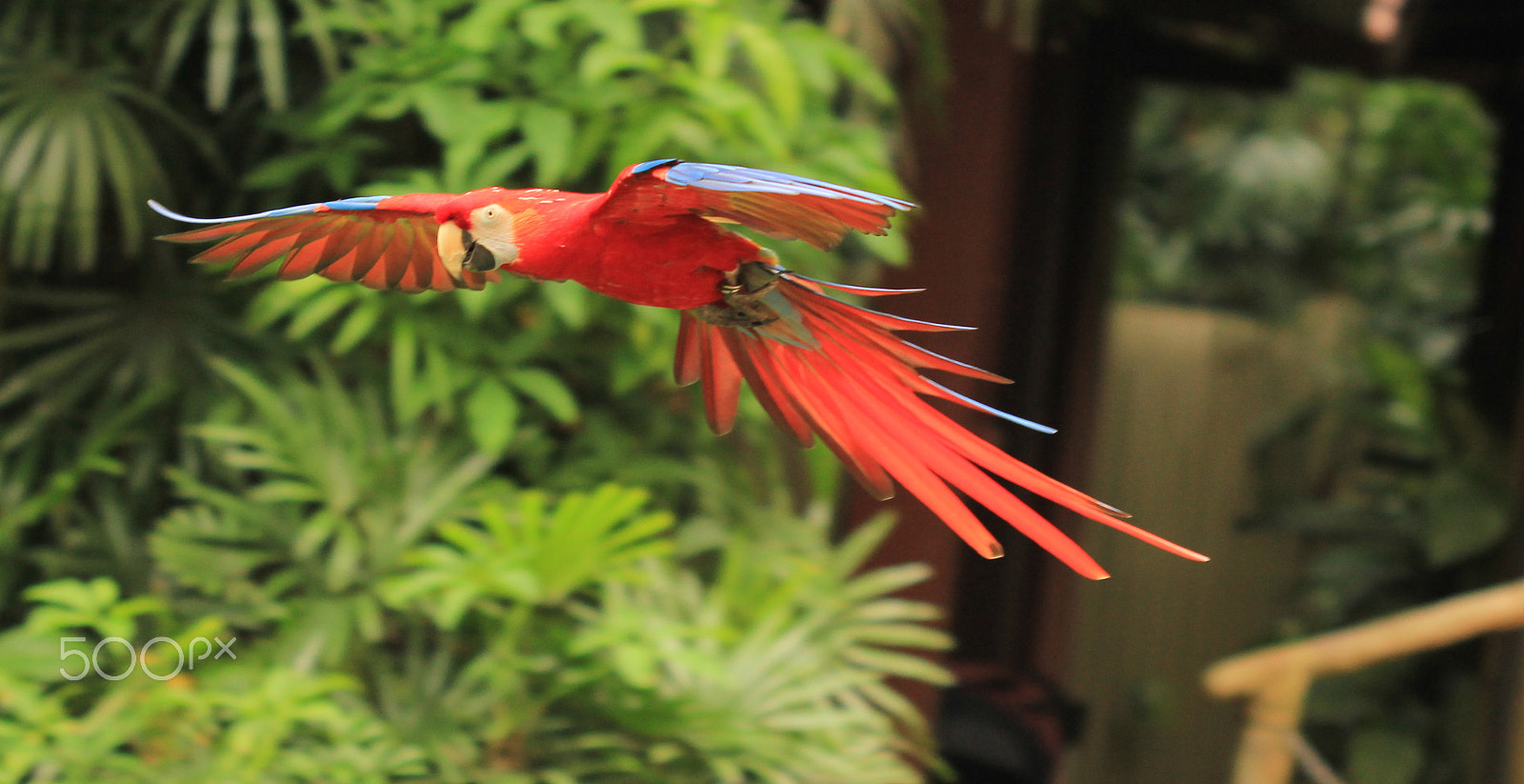 Canon EOS 550D (EOS Rebel T2i / EOS Kiss X4) + Canon EF 100mm F2.8 Macro USM sample photo. Bird in flight photography