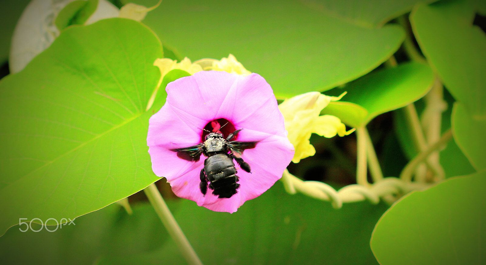 Canon EOS 550D (EOS Rebel T2i / EOS Kiss X4) + Canon EF 100mm F2.8 Macro USM sample photo. Black-bee feeding upon flower photography