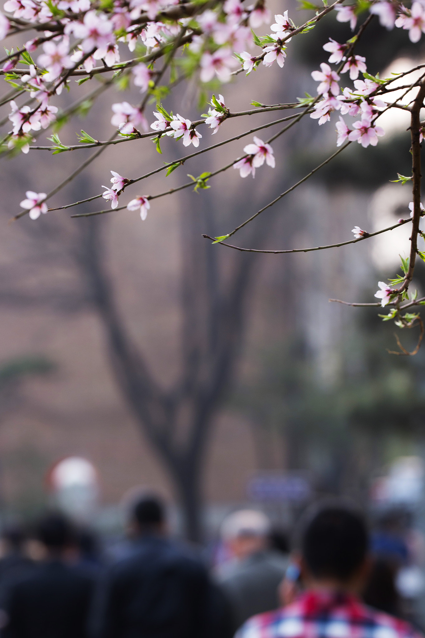 Sigma 150mm f/2.8 EX DG OS HSM APO Macro sample photo. Peach flowers photography