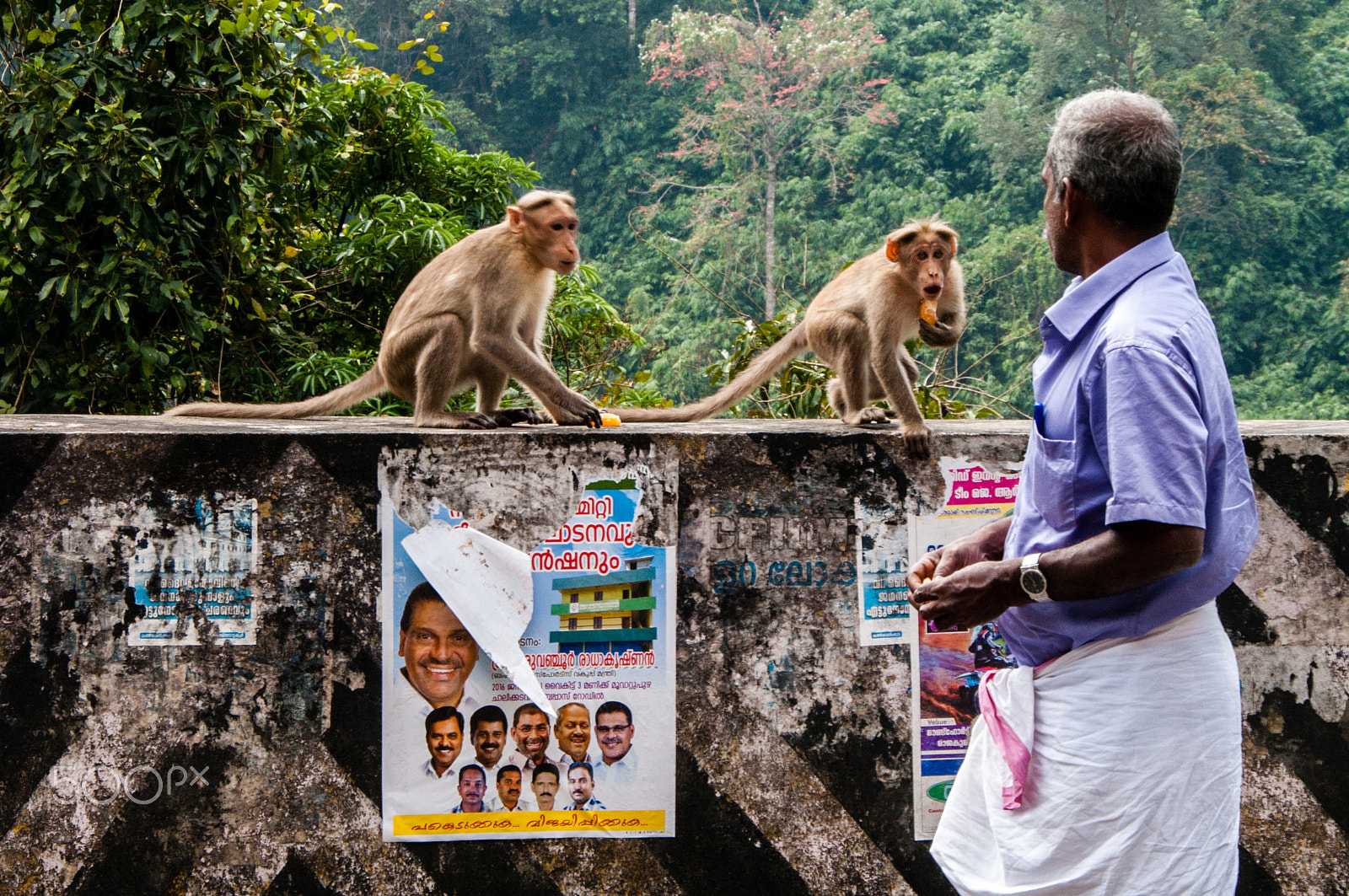 Pentax K-7 sample photo. Mr macaque photography